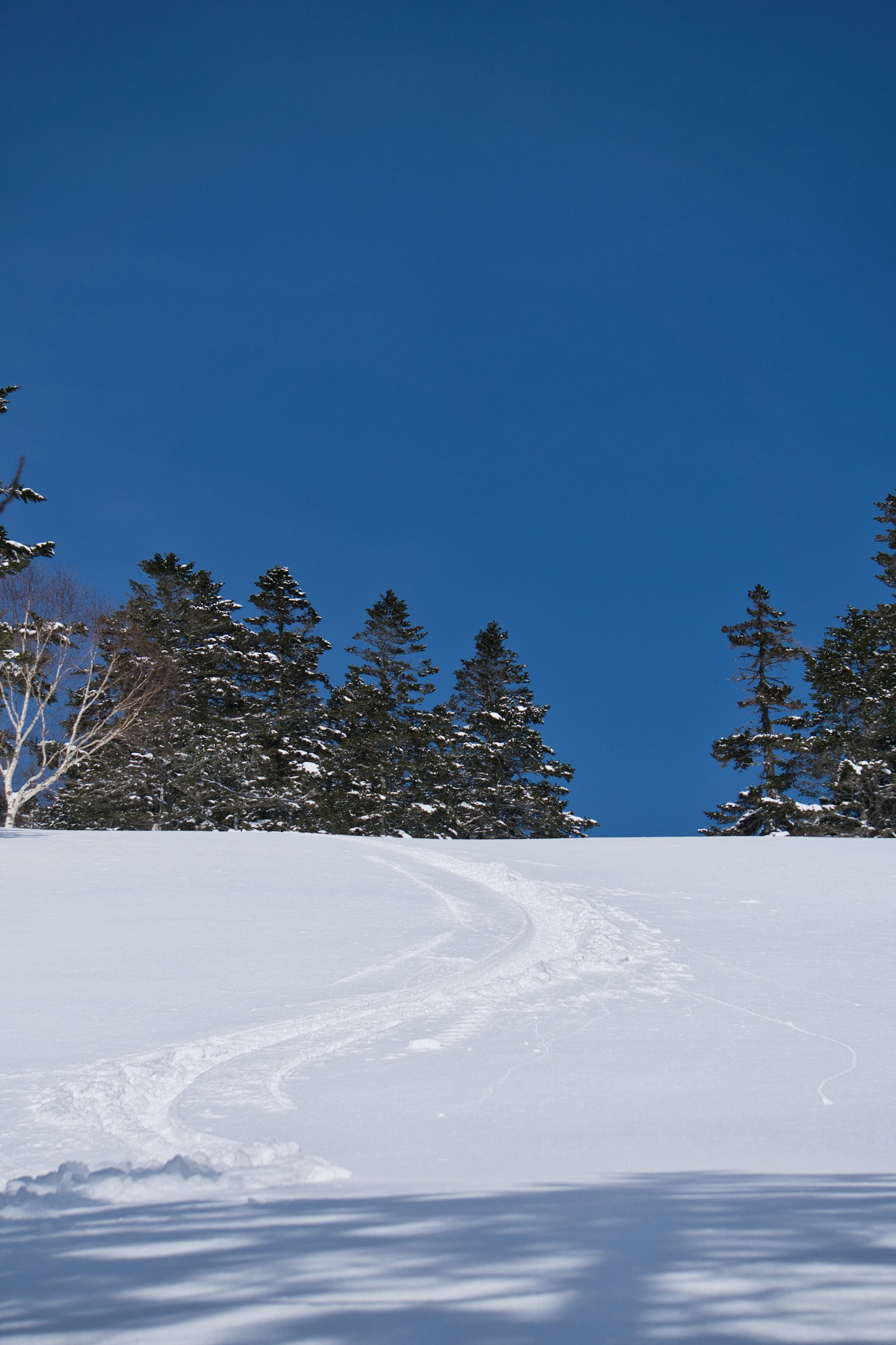 Paesaggio innevato con alberi sotto un cielo blu