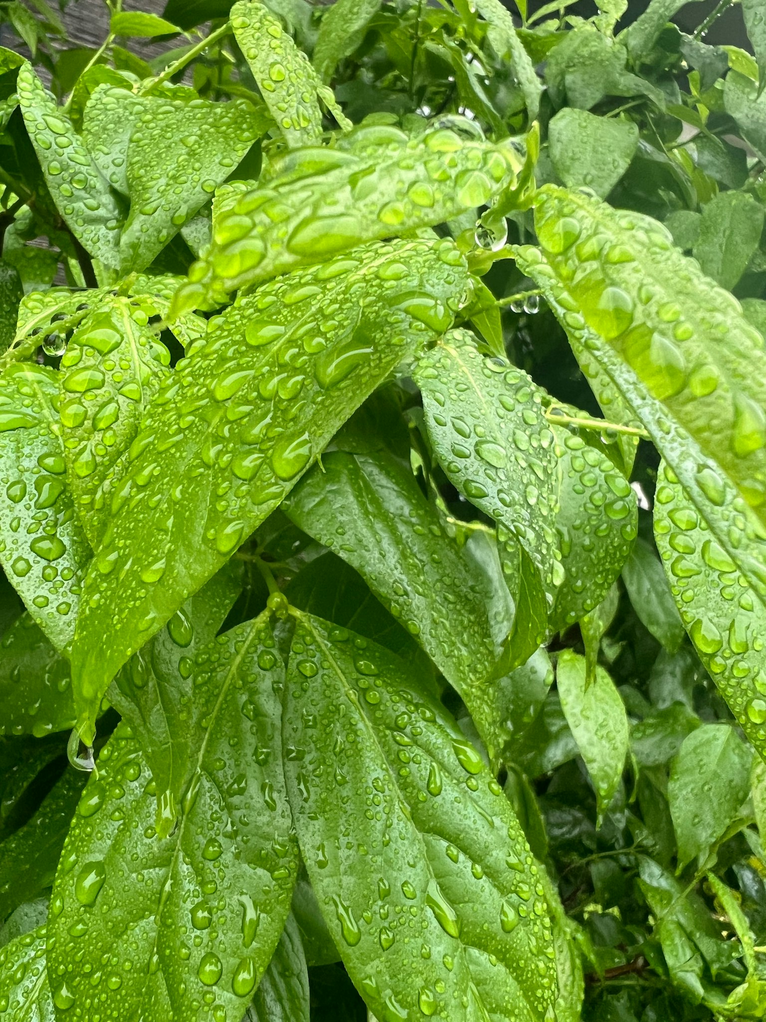 Cận cảnh lá xanh với giọt nước