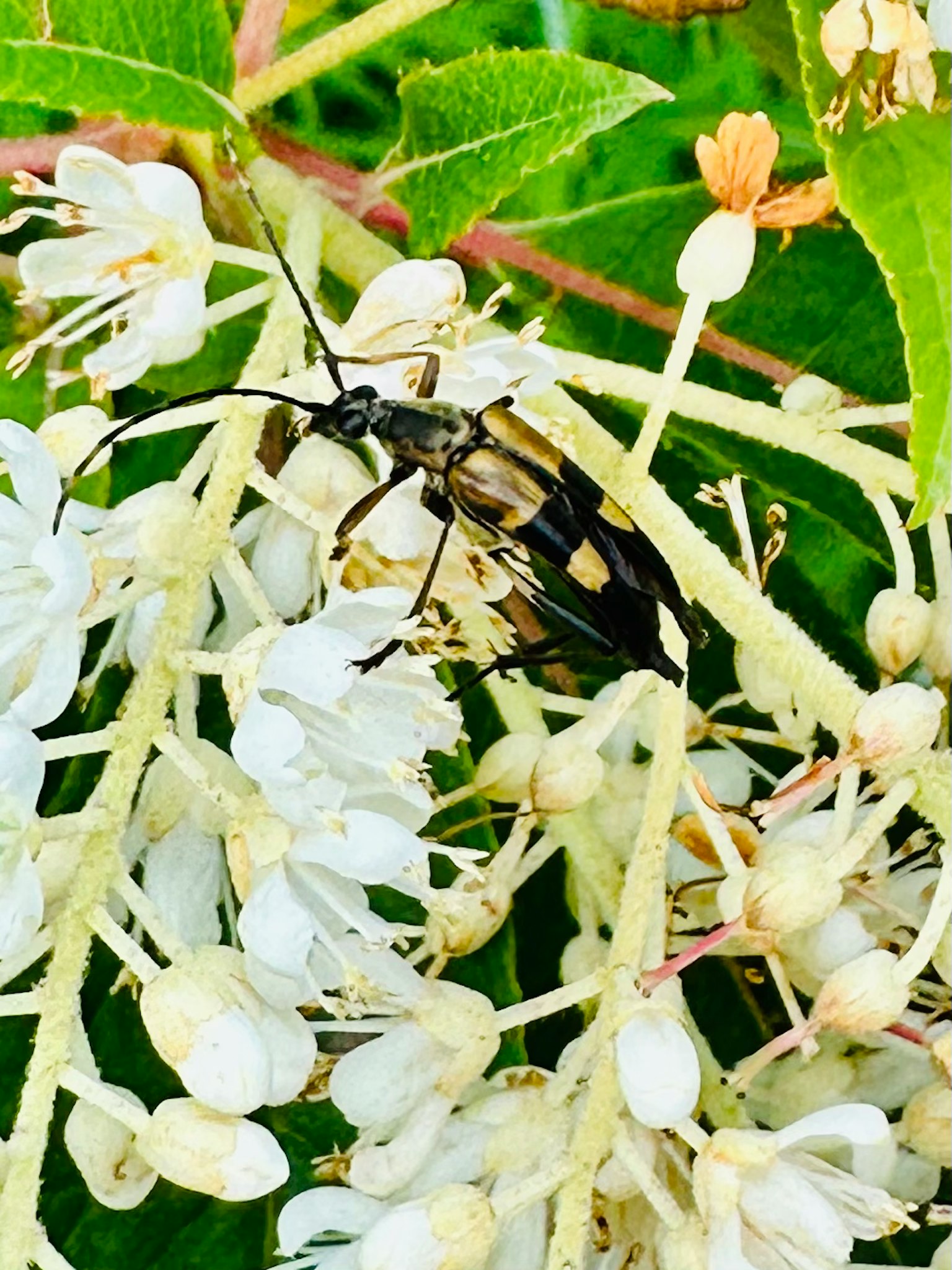 Primo piano di un insetto su fiori bianchi