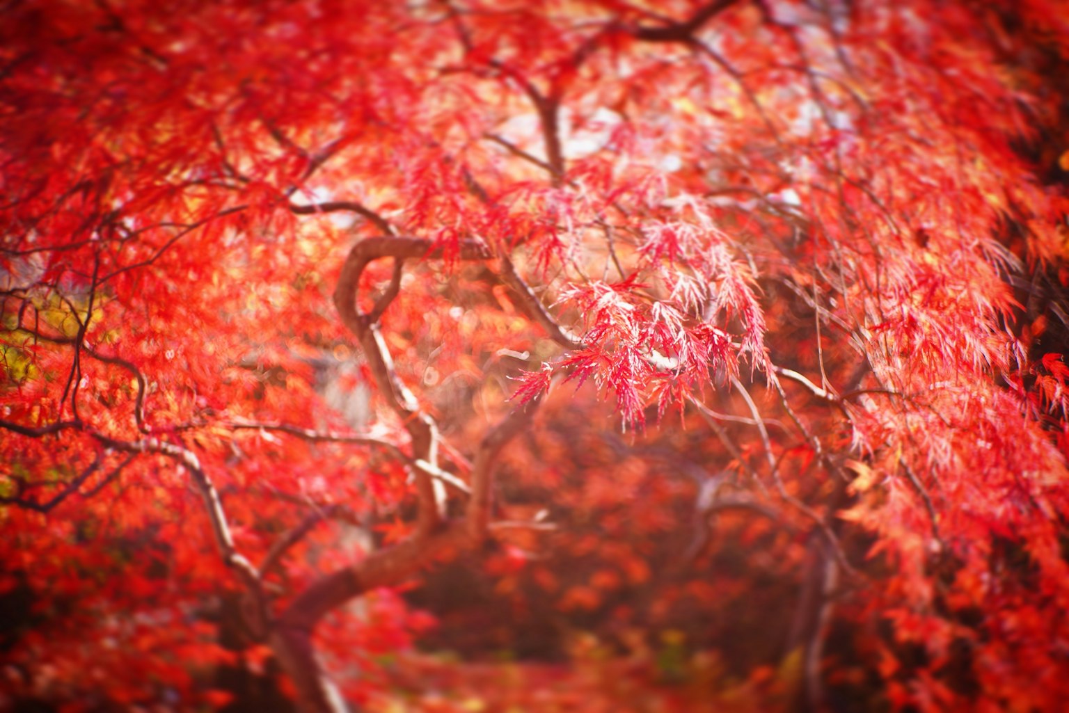 Kedekatan pohon maple merah yang indah