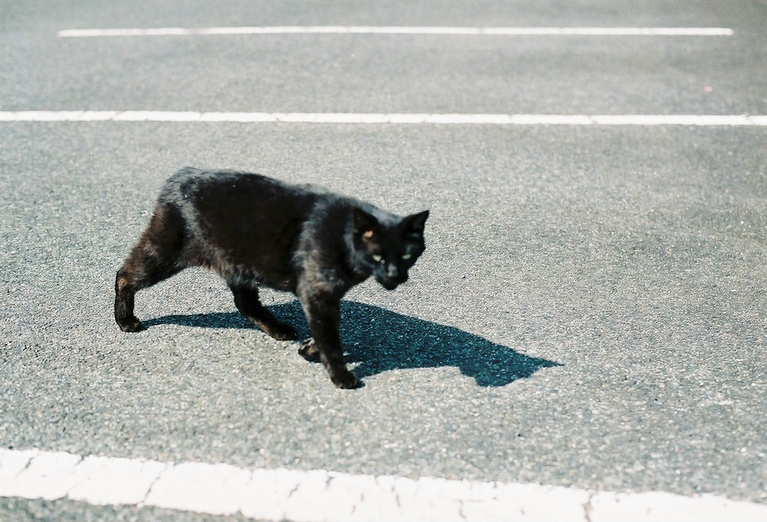 A black cat walking on asphalt in a parking lot