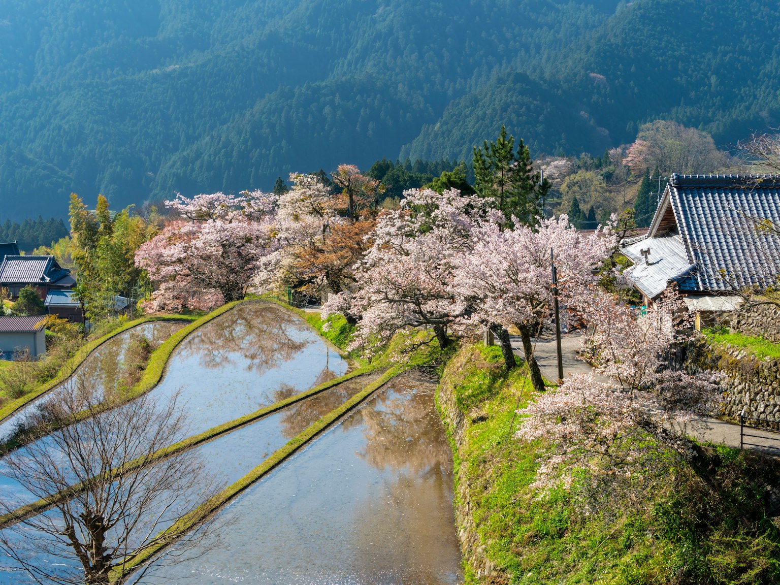 Pemandangan indah pohon sakura dan sawah dikelilingi pegunungan