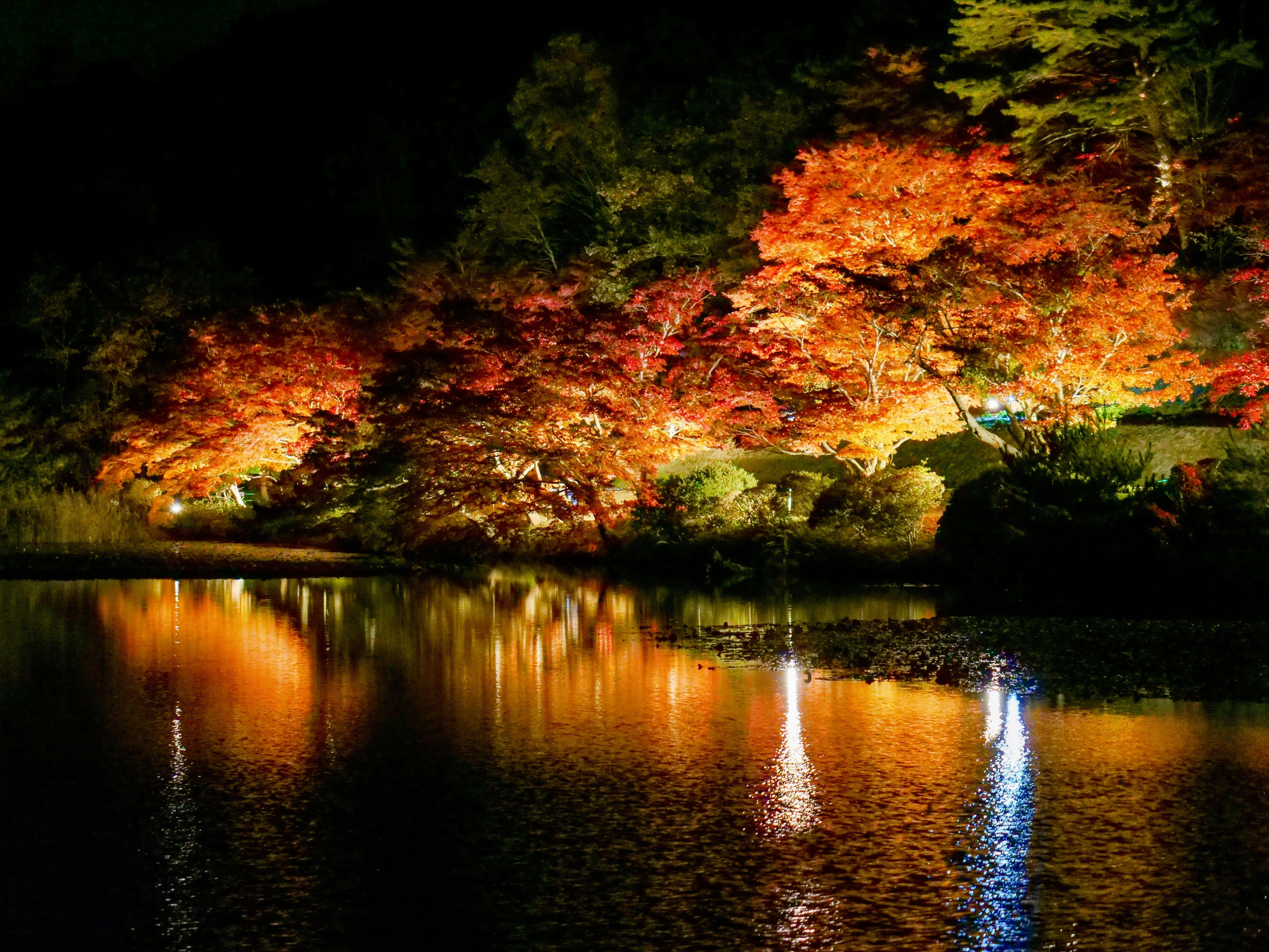 紅葉が映る池のほとりの夜景