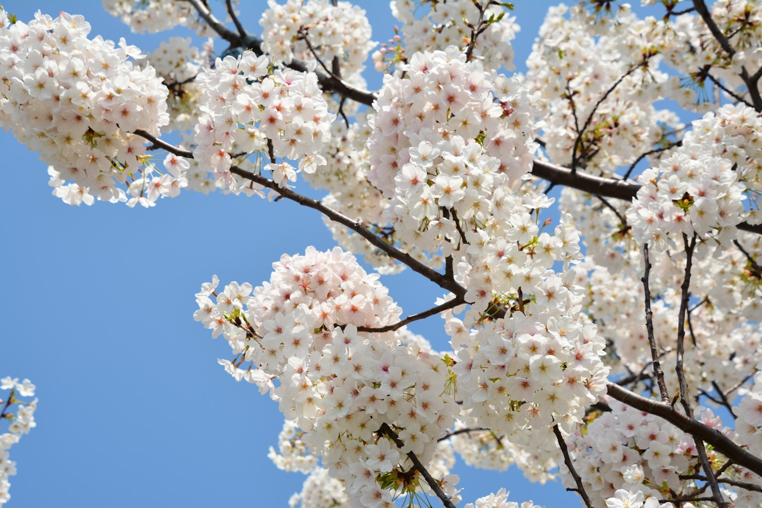 Bunga sakura mekar penuh di latar belakang langit biru cerah