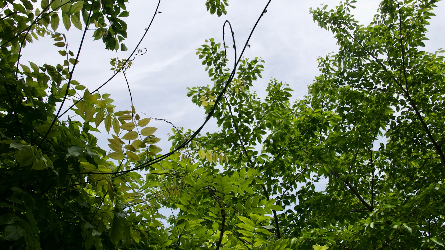 Alberi verdi lussureggianti con cielo nuvoloso