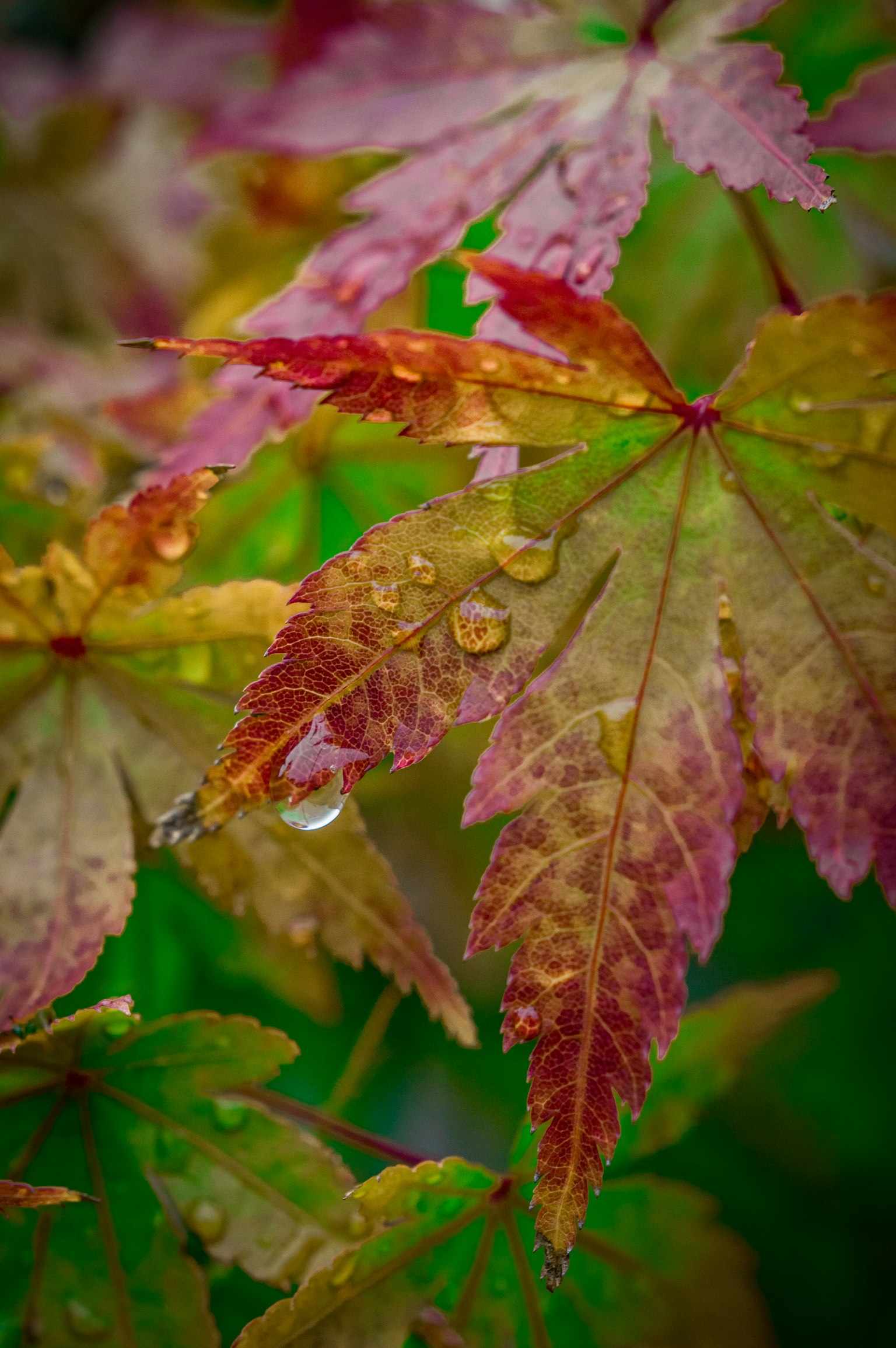 Colorful autumn leaves with water droplets