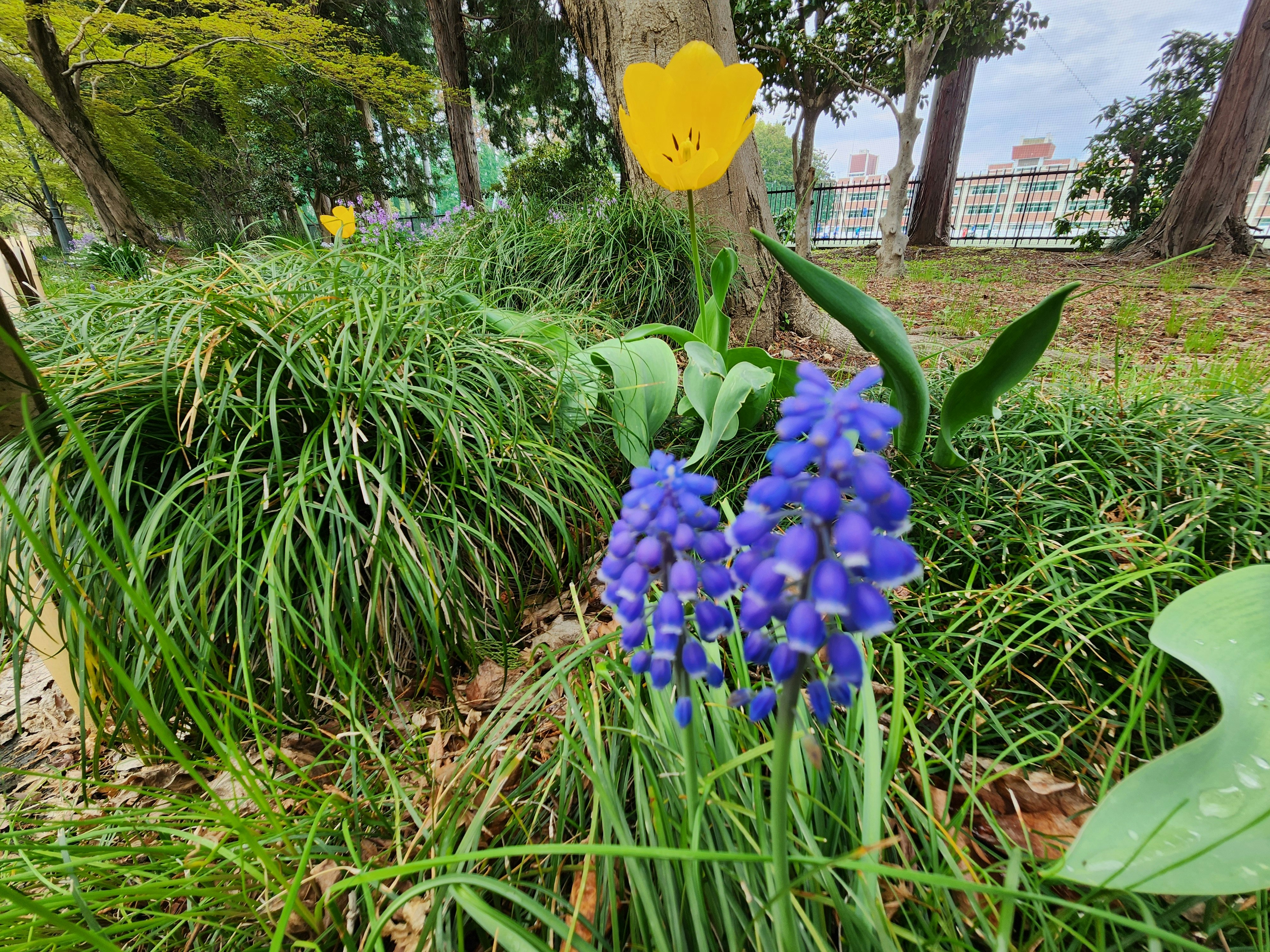紫色のムスカリと黄色い花が咲く庭の草むら
