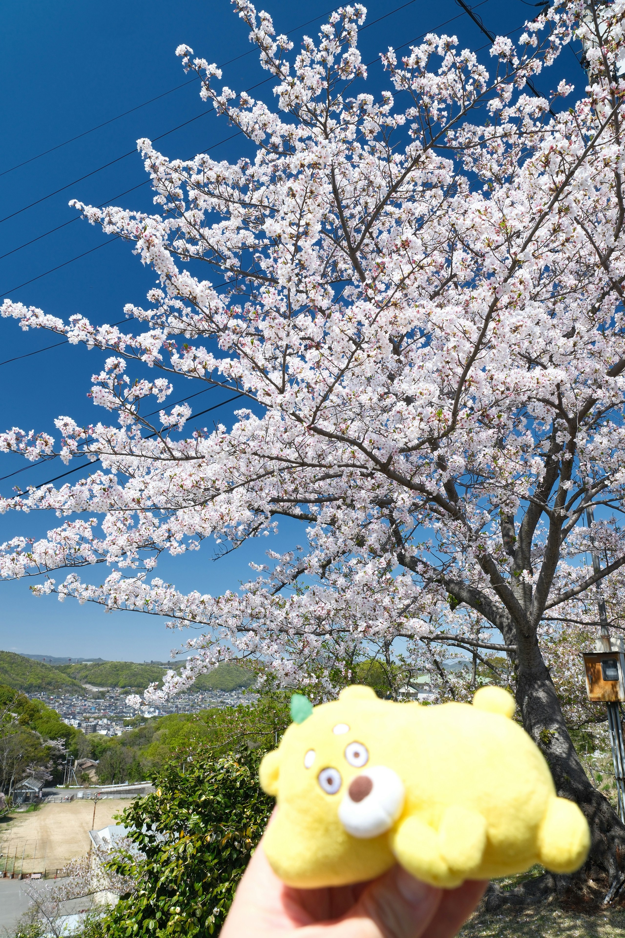 尾道市の千光寺公園で咲く桜の下のぬいぐるみ画像