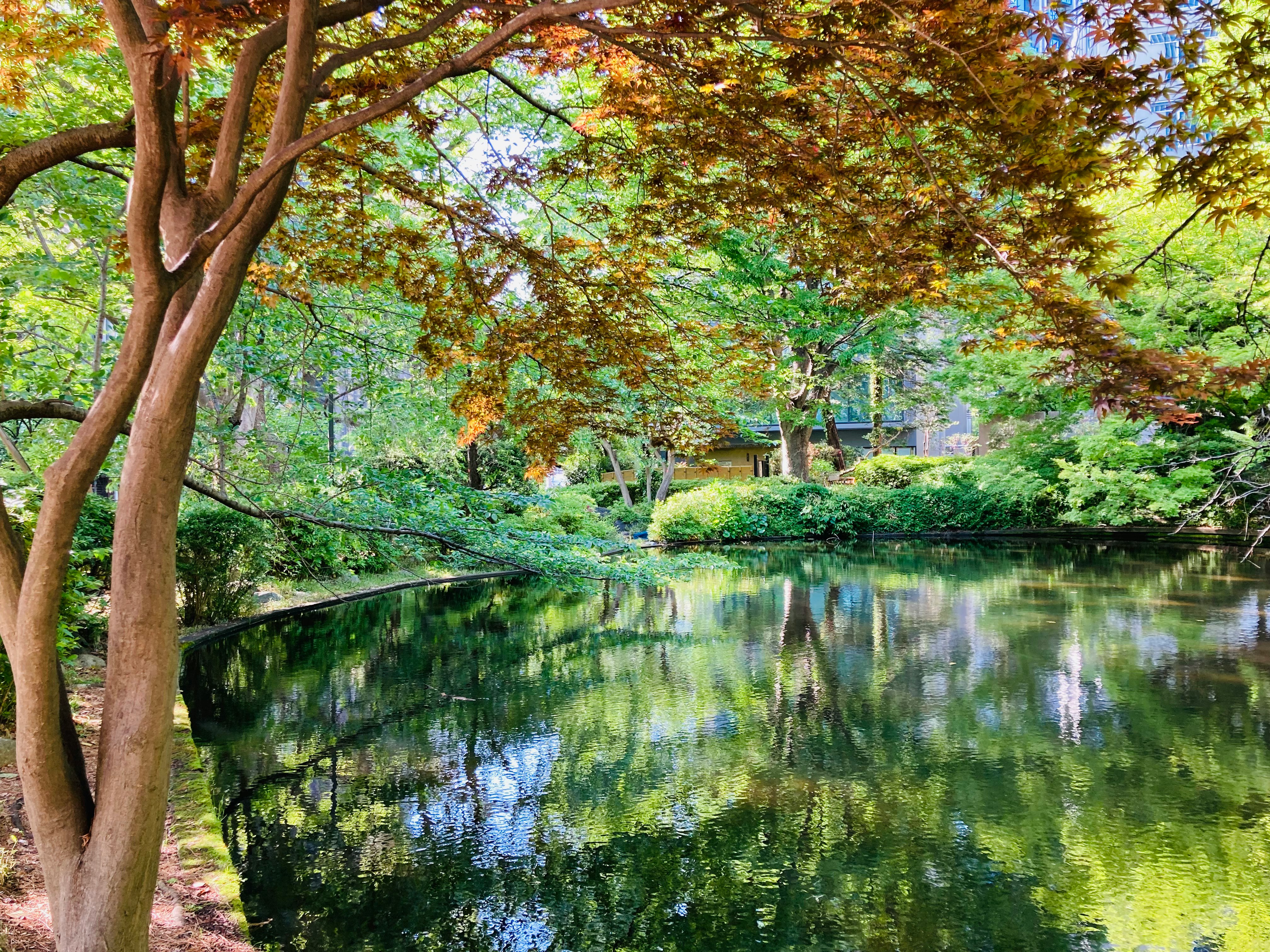 autumn trees by a pond with reflections on the water