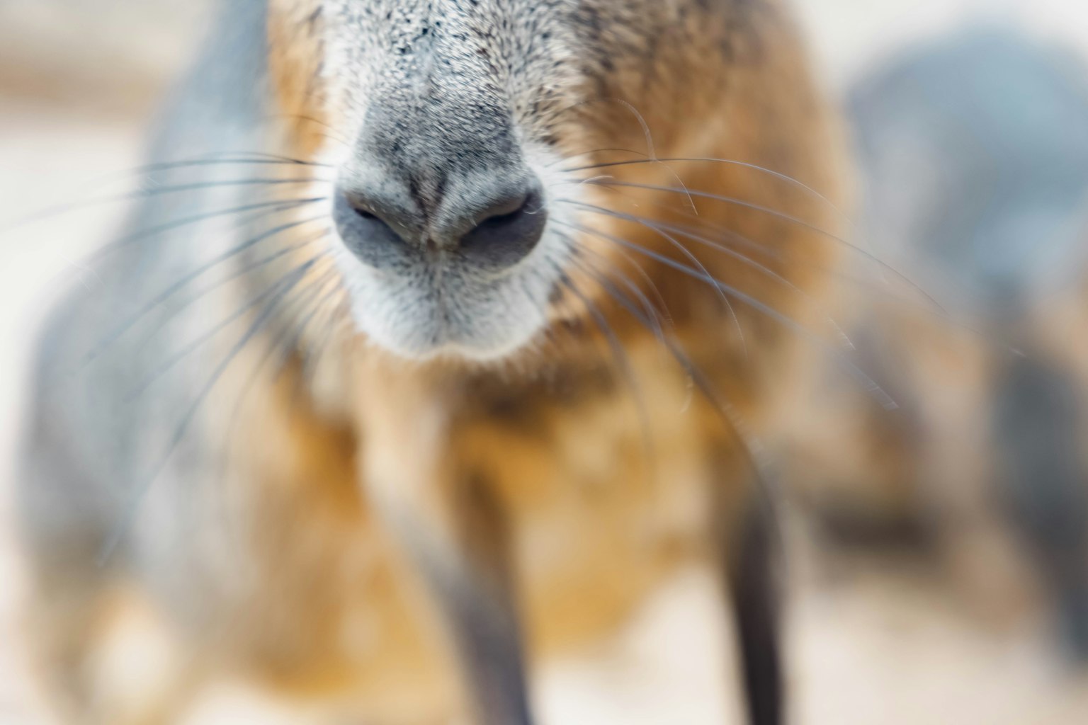 Primer plano de un animal gris y marrón con nariz y bigotes prominentes