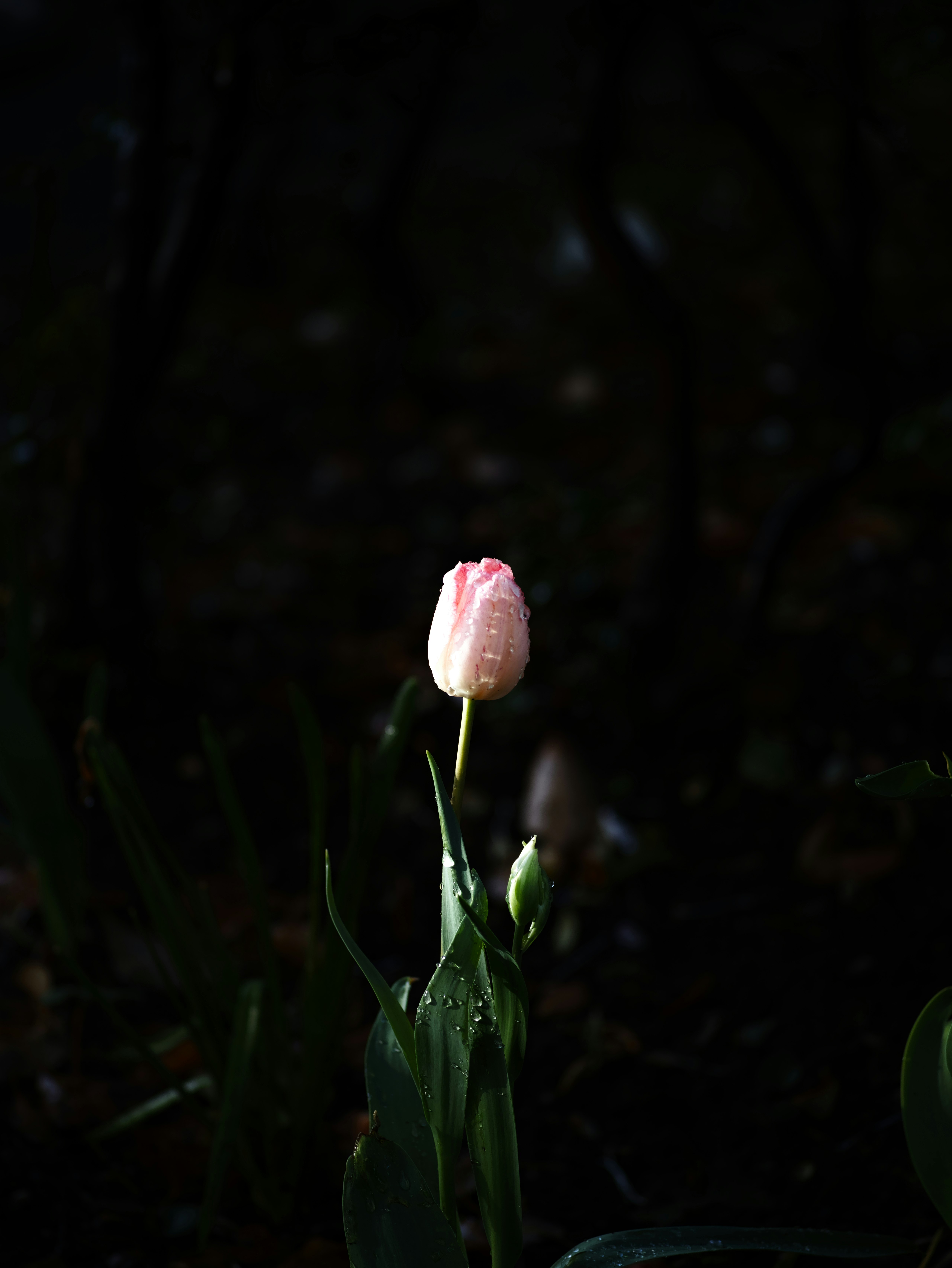 暗い背景に浮かぶ一本のチューリップの花