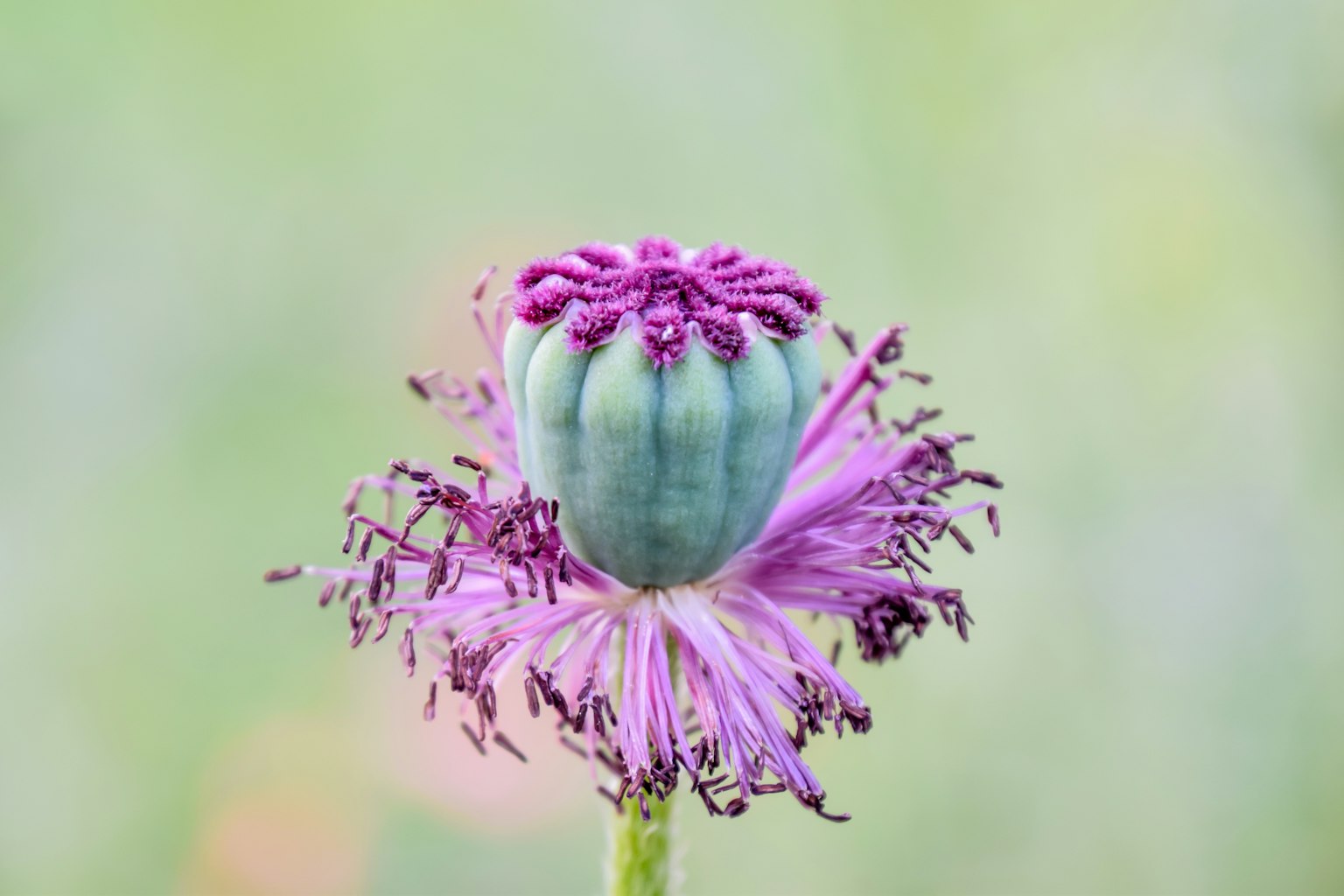 罌粟種莢的特寫,帶有紫色花瓣和柔和的綠色背景