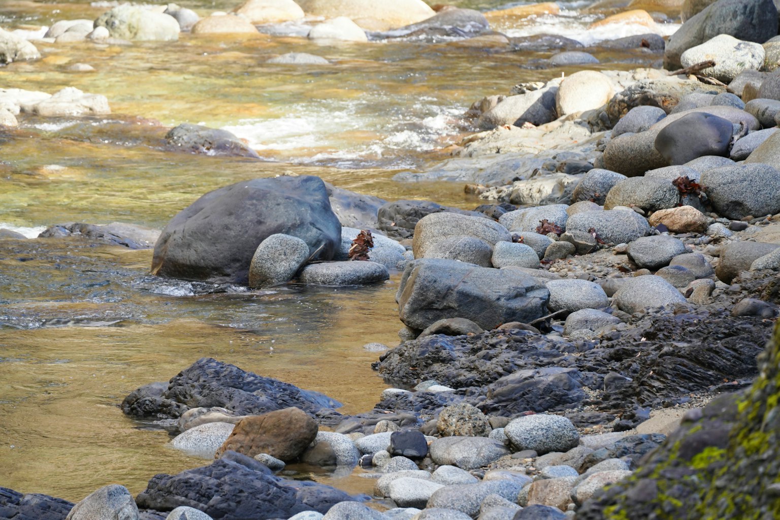 Un paysage au bord de la rivière avec des pierres et des rochers présentant un petit animal