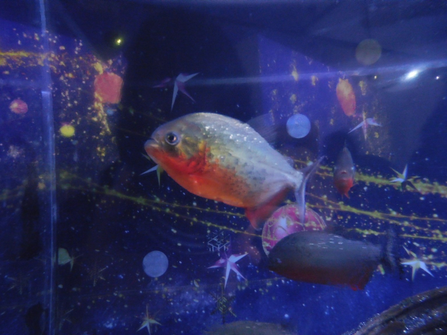 Piraña nadando en un acuario con un fondo azul