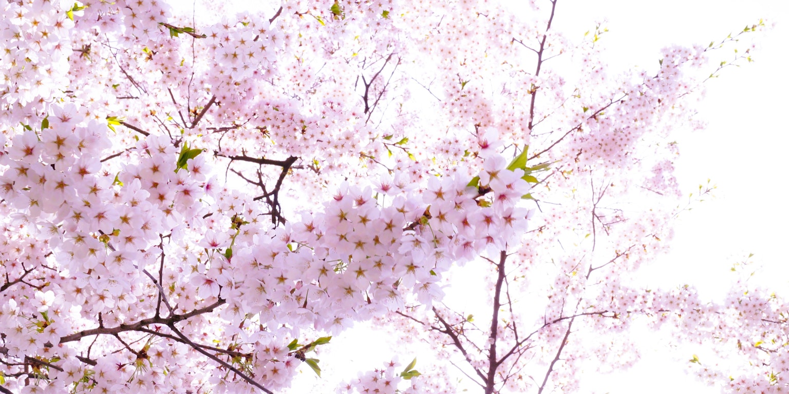 Close-up cabang bunga sakura