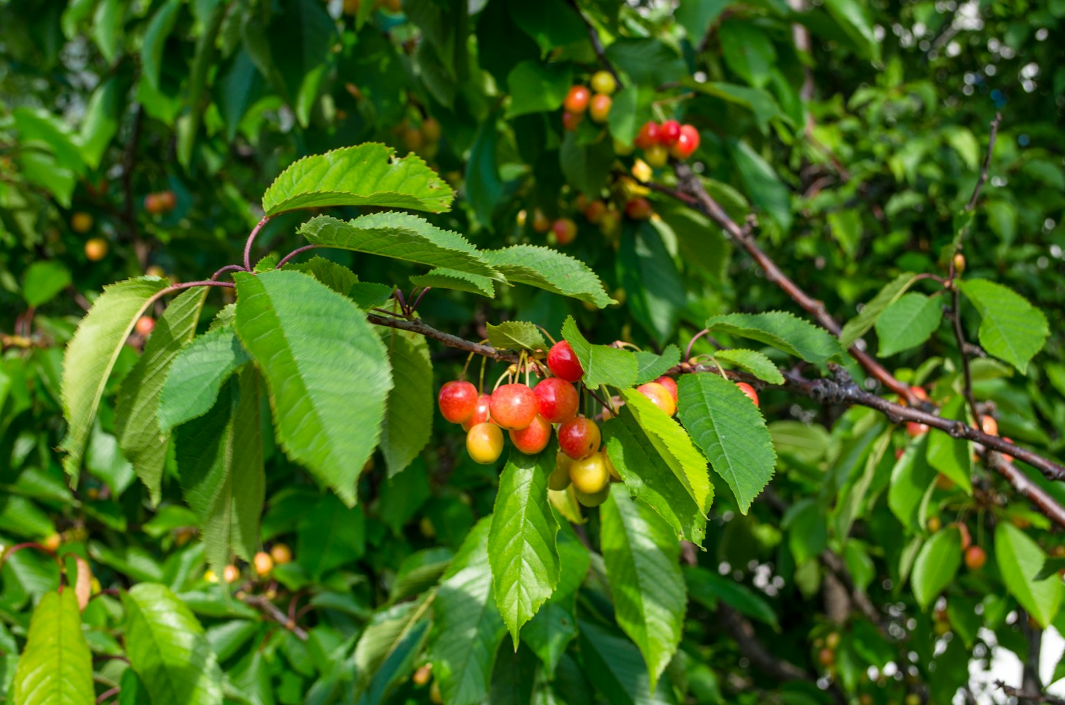 Ramo verde vibrante con frutti colorati