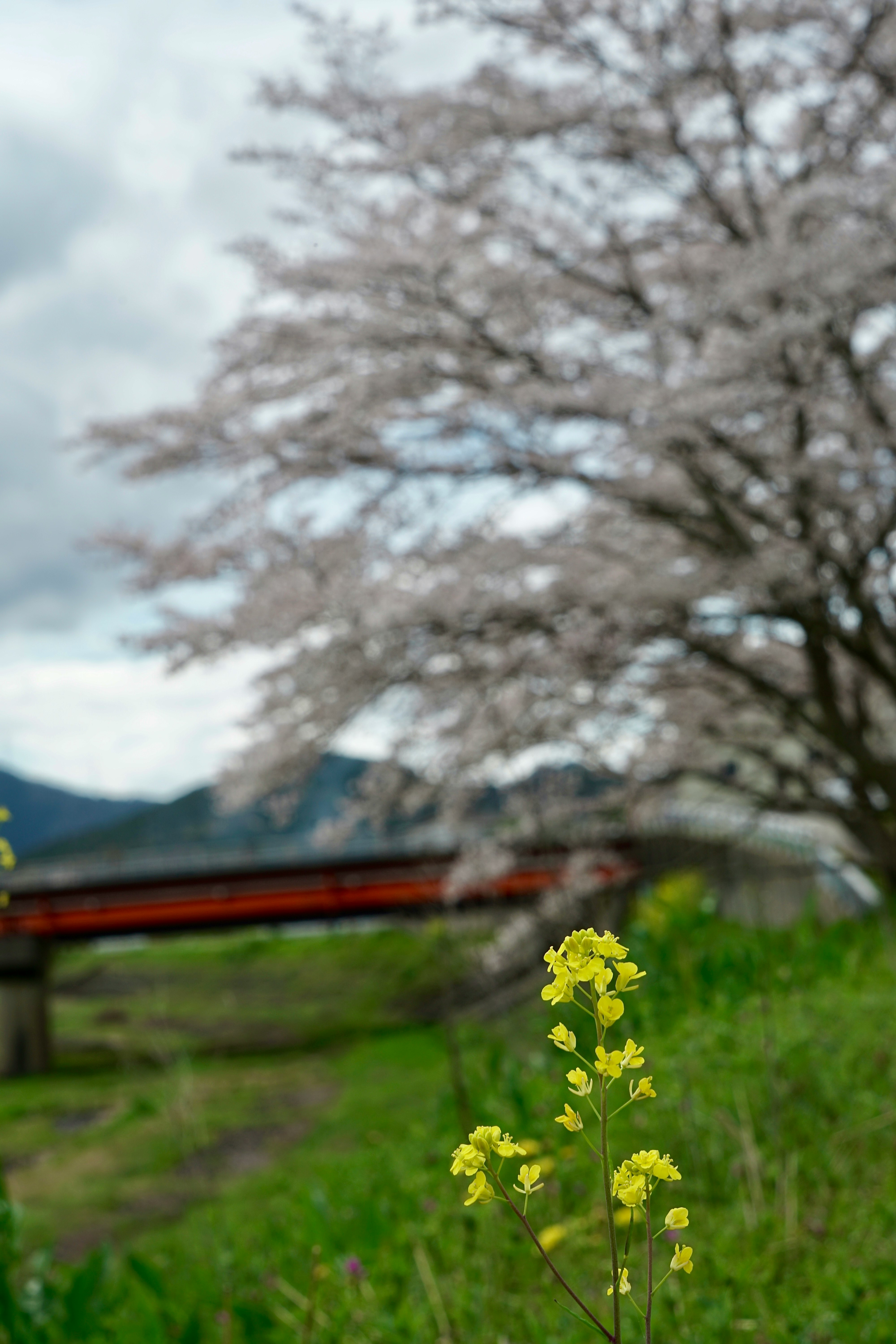 菜の花と線路沿いの春の風景