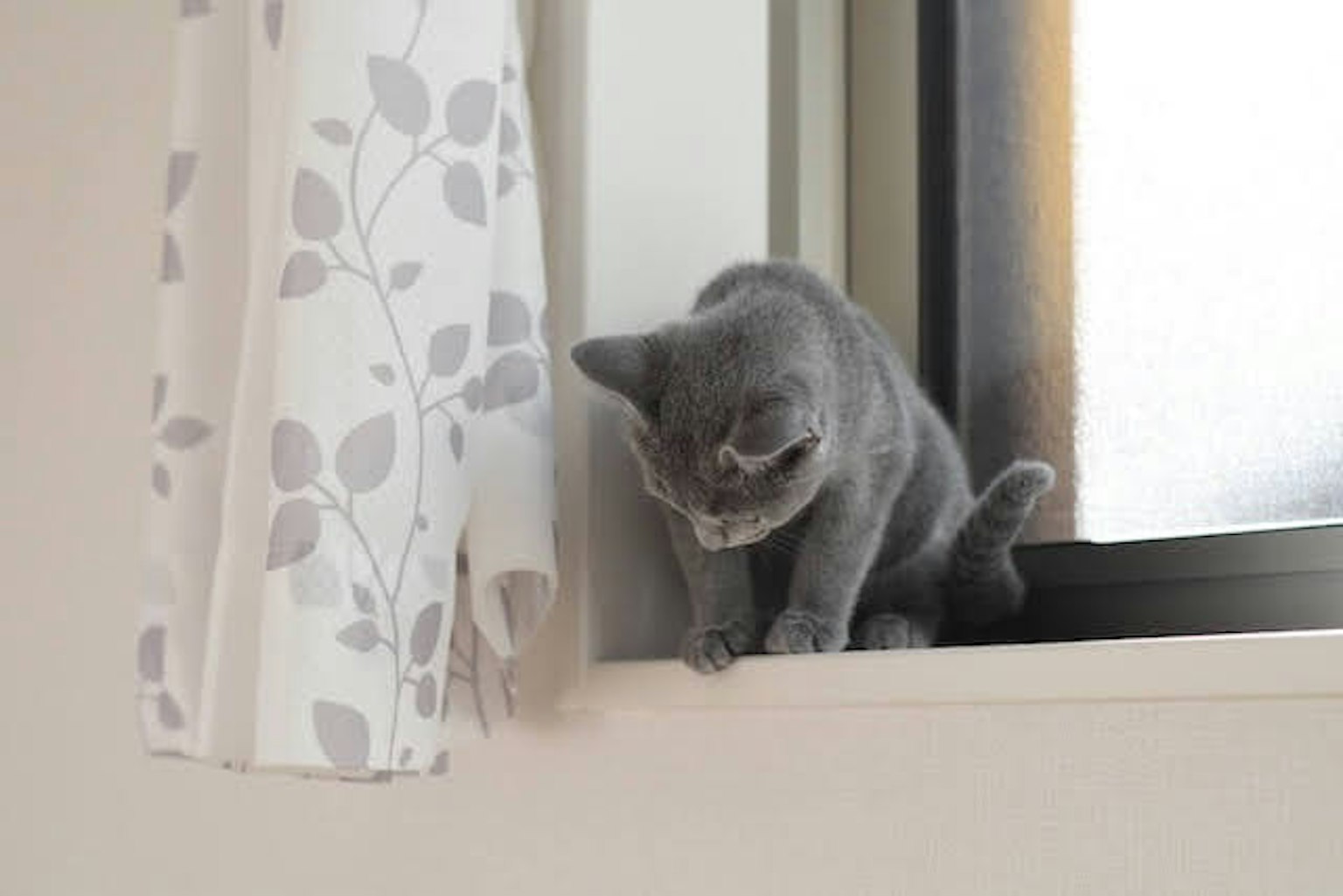 Seekor kucing abu-abu duduk di ambang jendela melihat ke luar