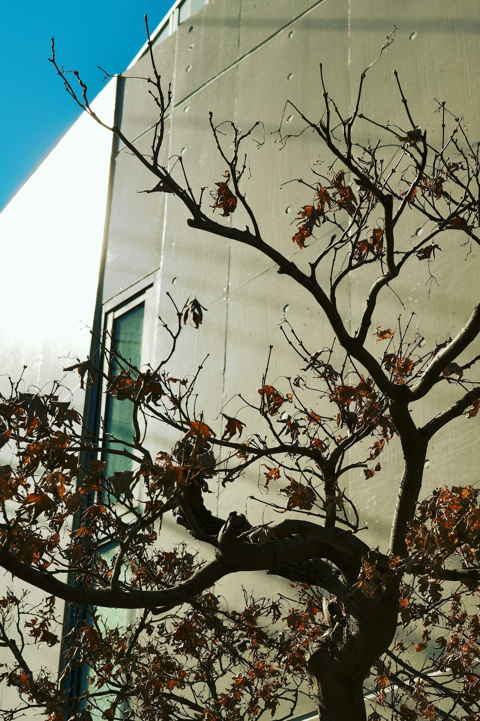 Eine Winterszene mit einem blattlosen Baumzweig vor einem weißen Gebäude