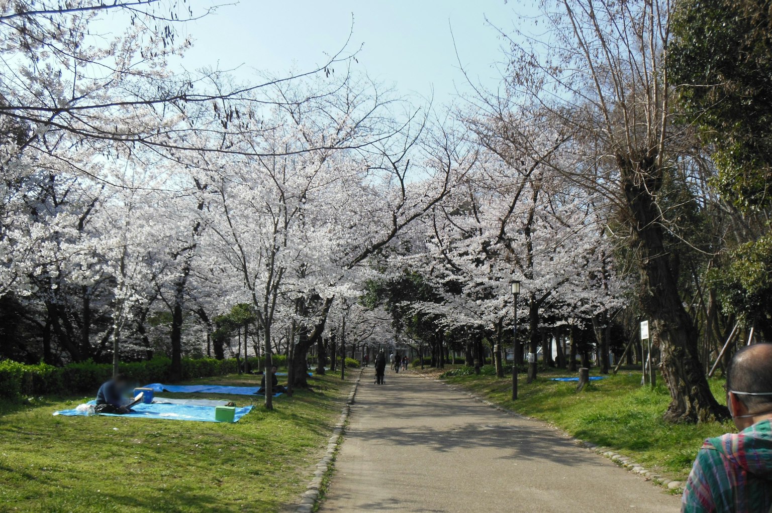 Pathway in a park lined with cherry blossom trees and people walking
