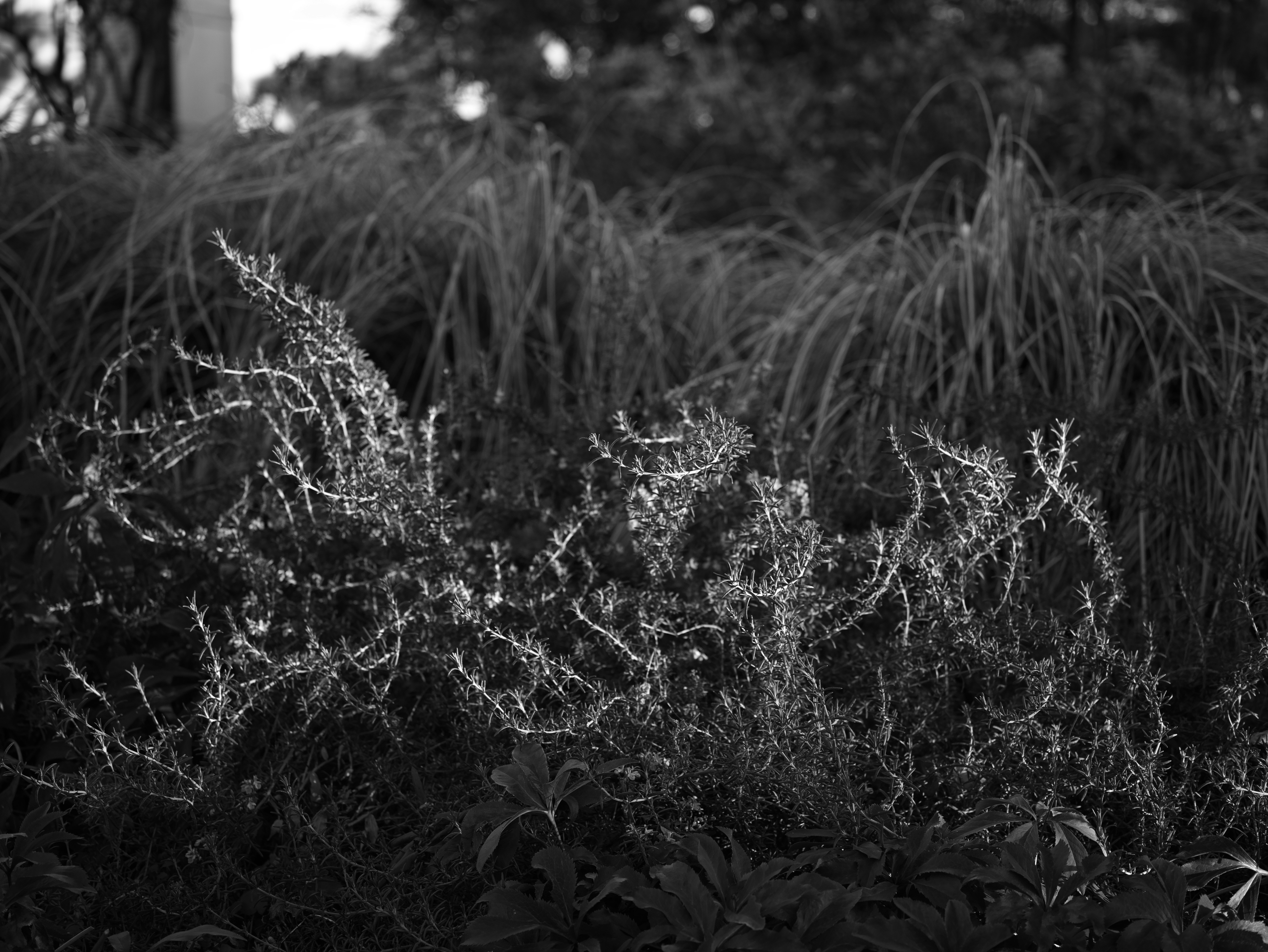 primo piano di piccole fioriture e punte d’erba tra la vegetazione
