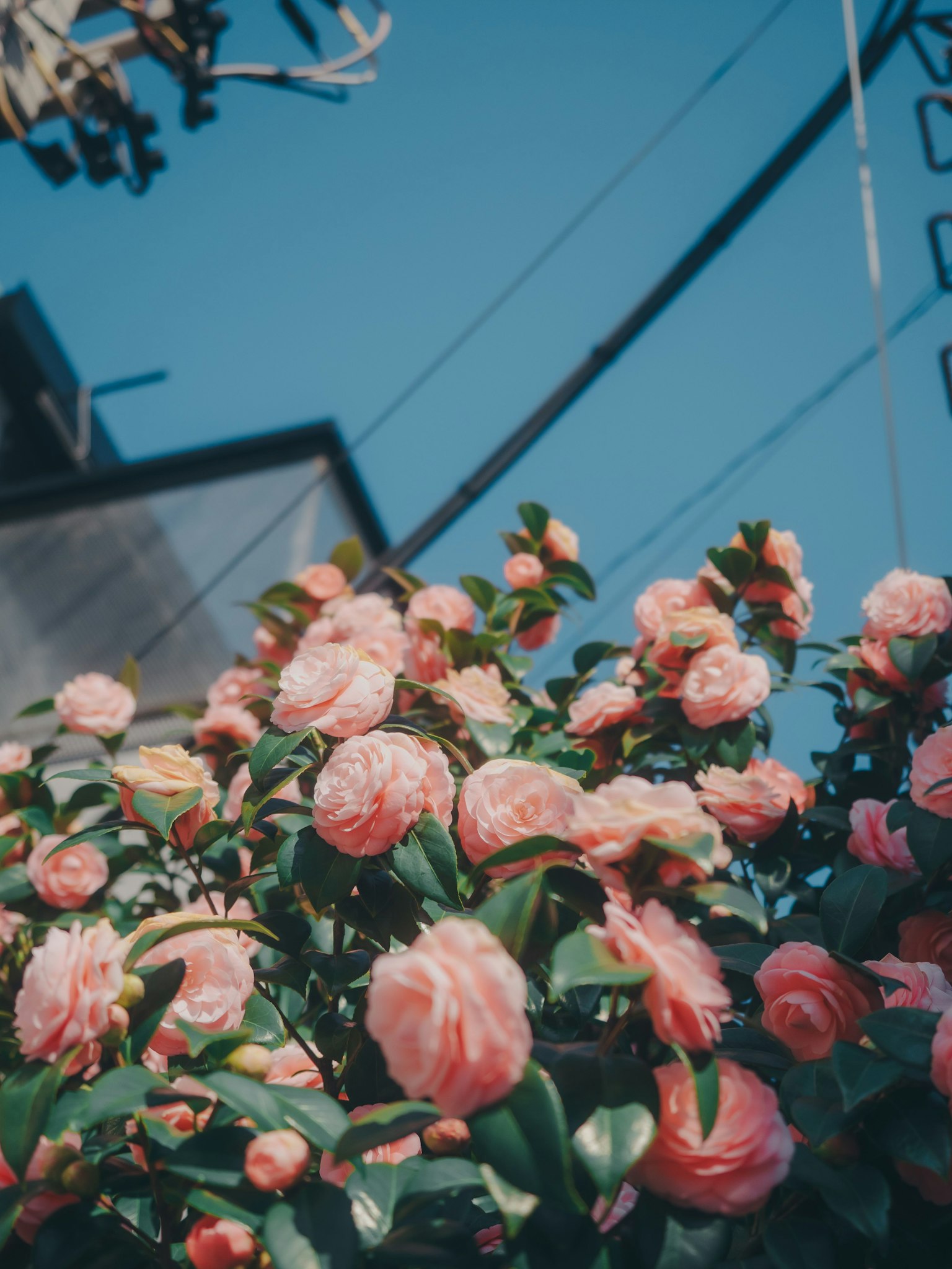 Rosa Blumen blühen unter einem blauen Himmel mit sichtbaren Stromleitungen