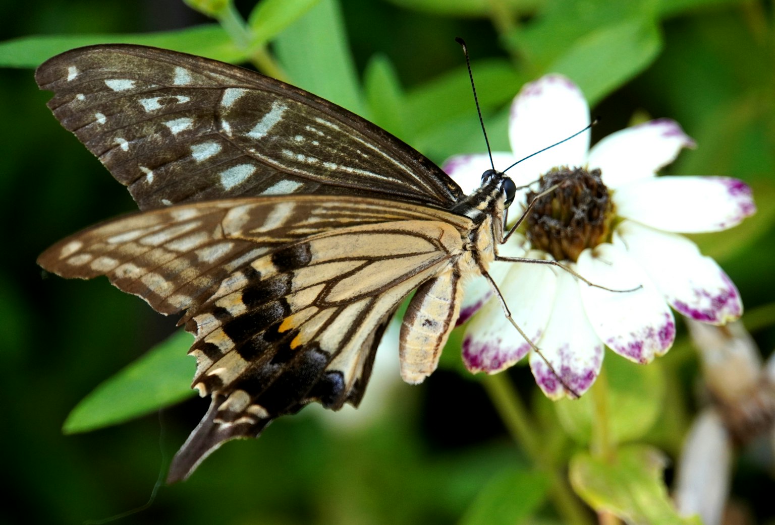 Una bella farfalla posata su un fiore bianco