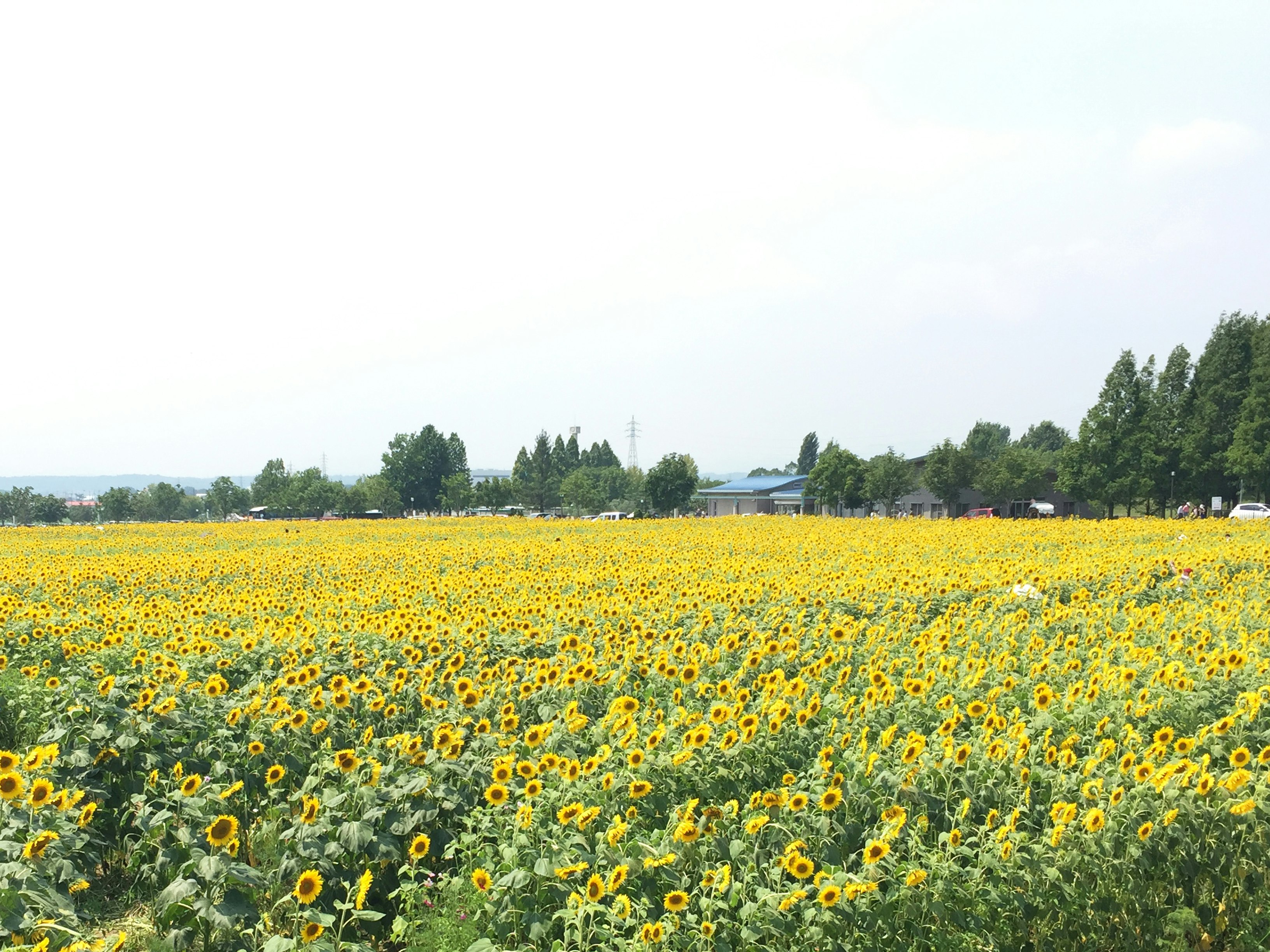 向日葵花海的鄉村風景