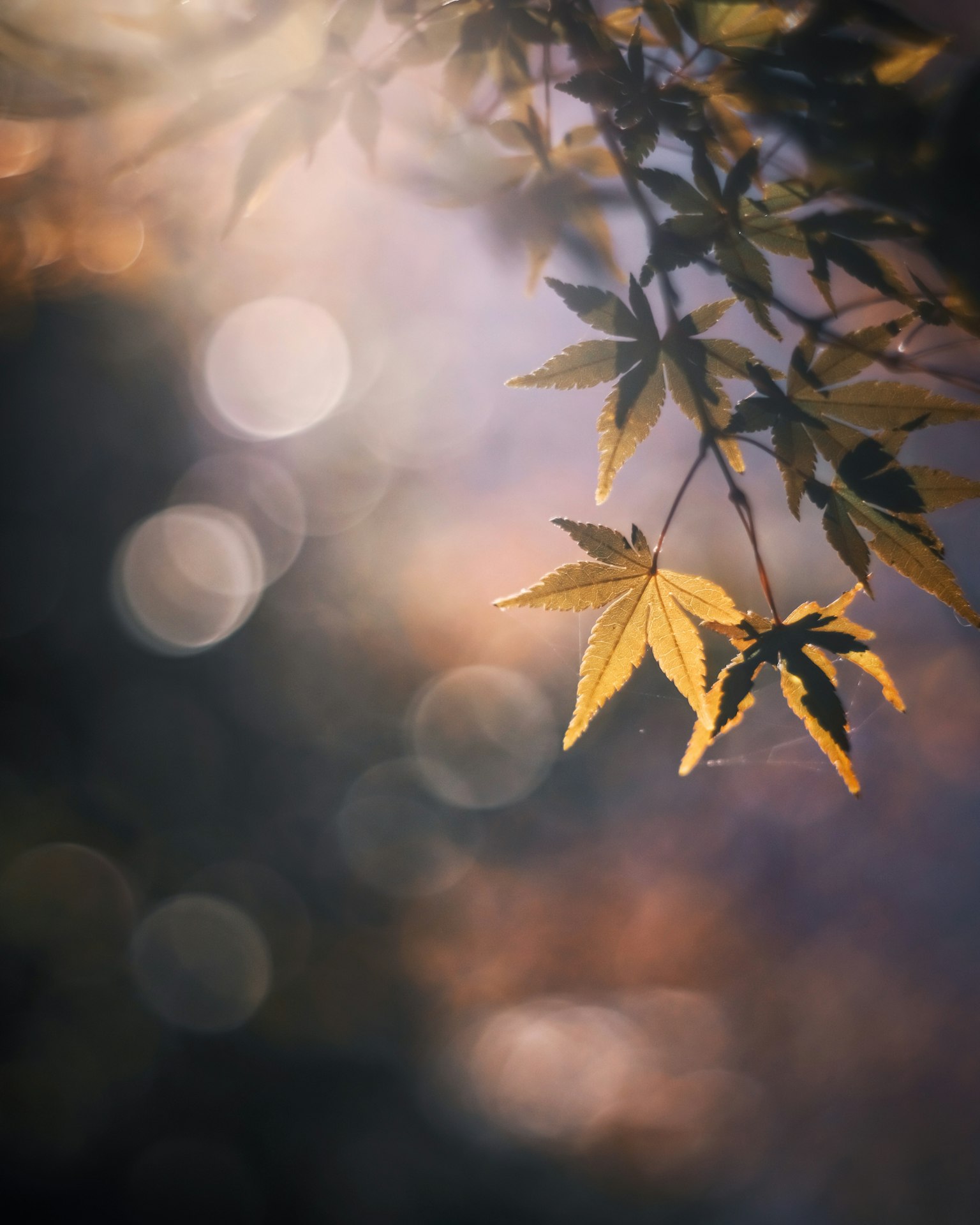 ใบเหลืองเปล่งประกายในแสงนุ่มนวลกับพื้นหลังเบลอ