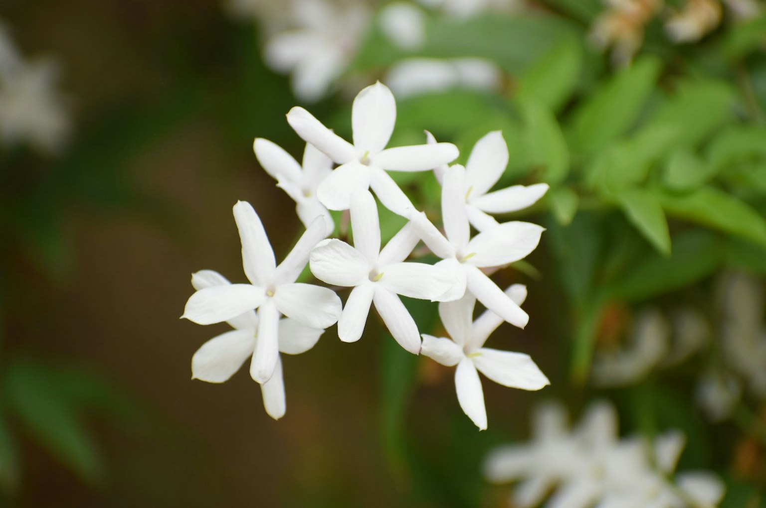 Racimo de delicadas flores de jazmín blancas