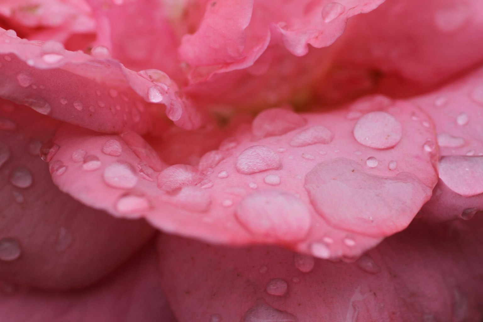 Nahaufnahme von rosa Blütenblättern mit Wassertropfen