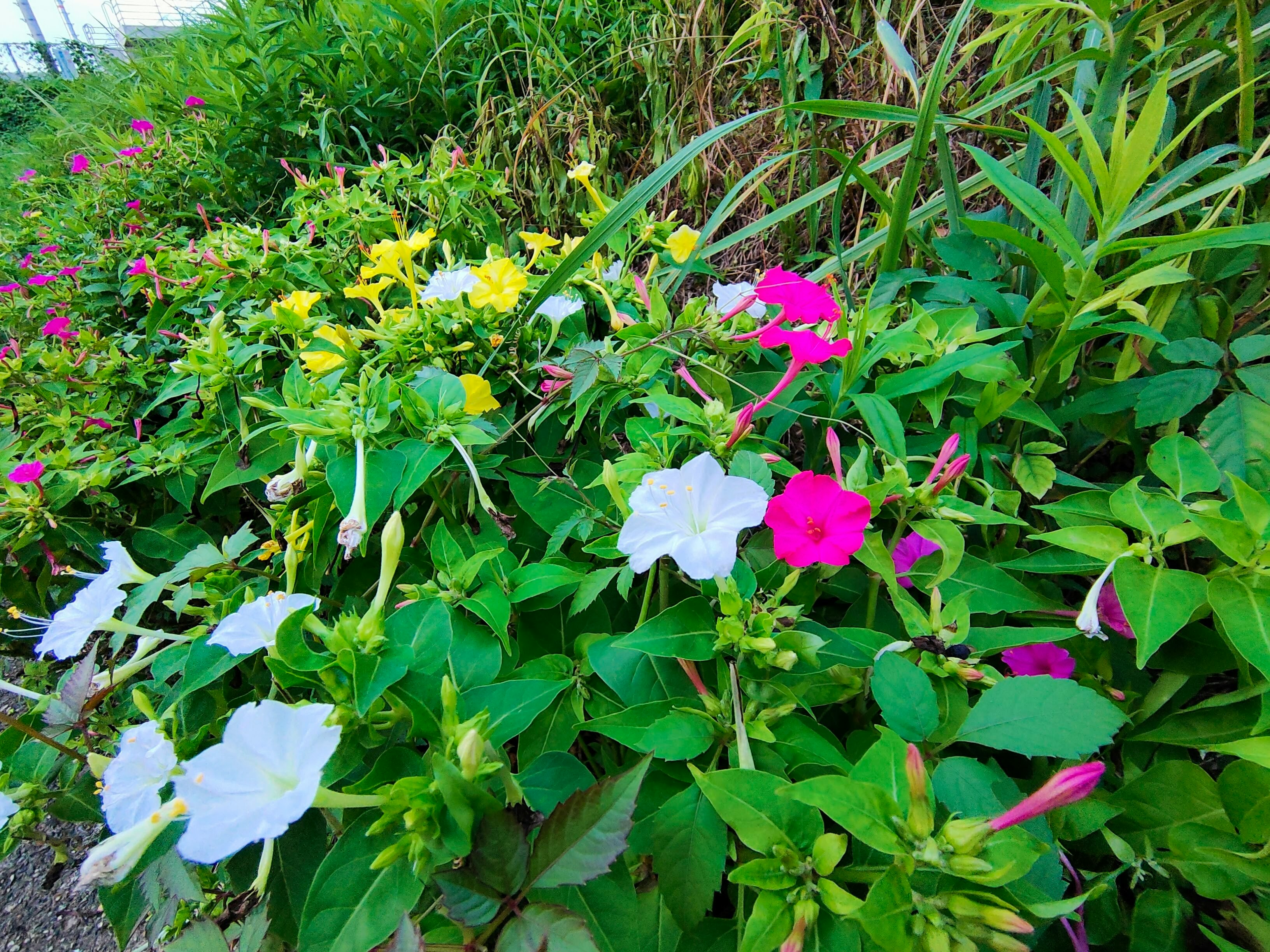 色とりどりの花が咲く庭の花壇