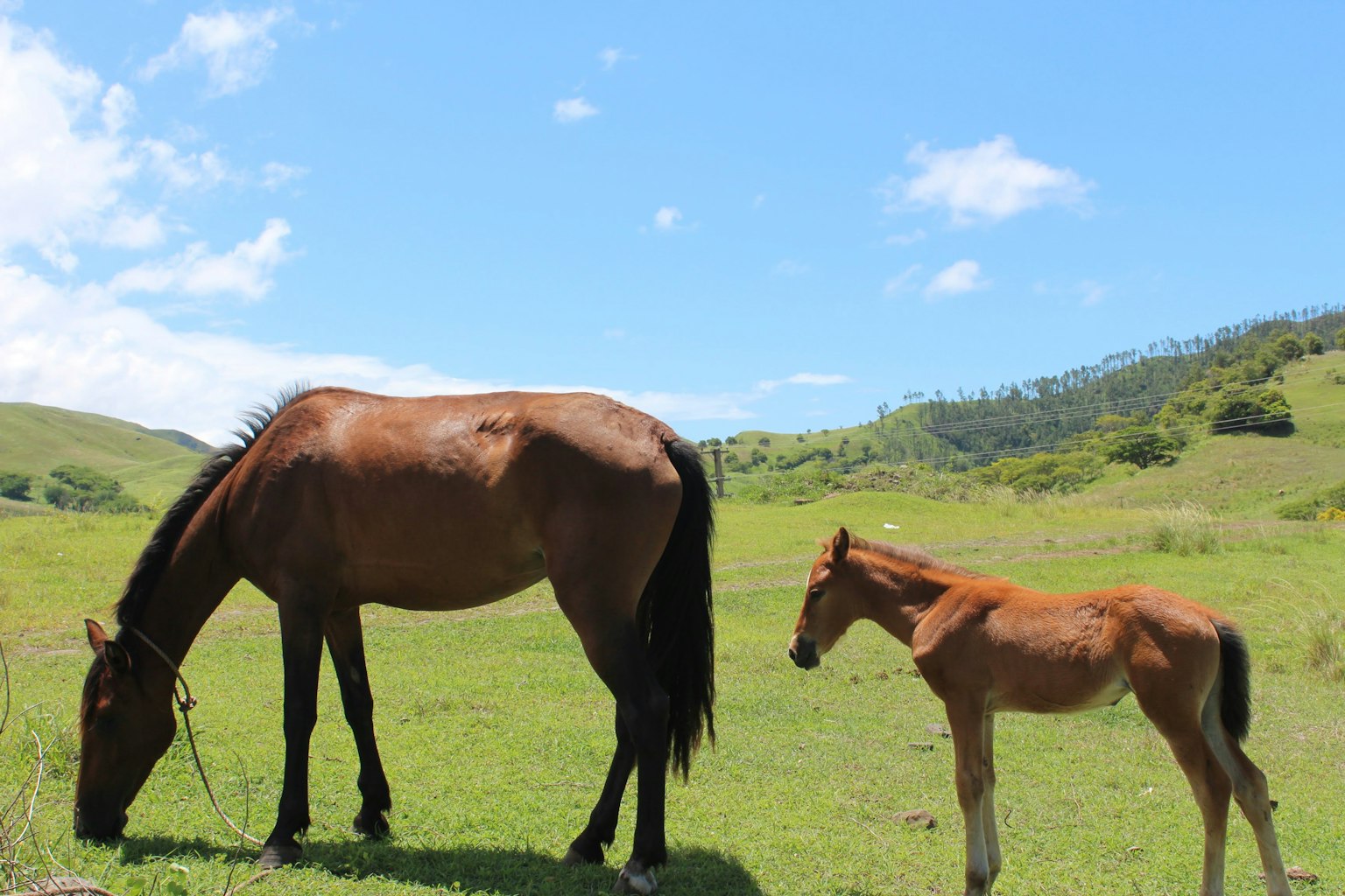 Un caballo y un potro pastando en un prado verde bajo un cielo azul