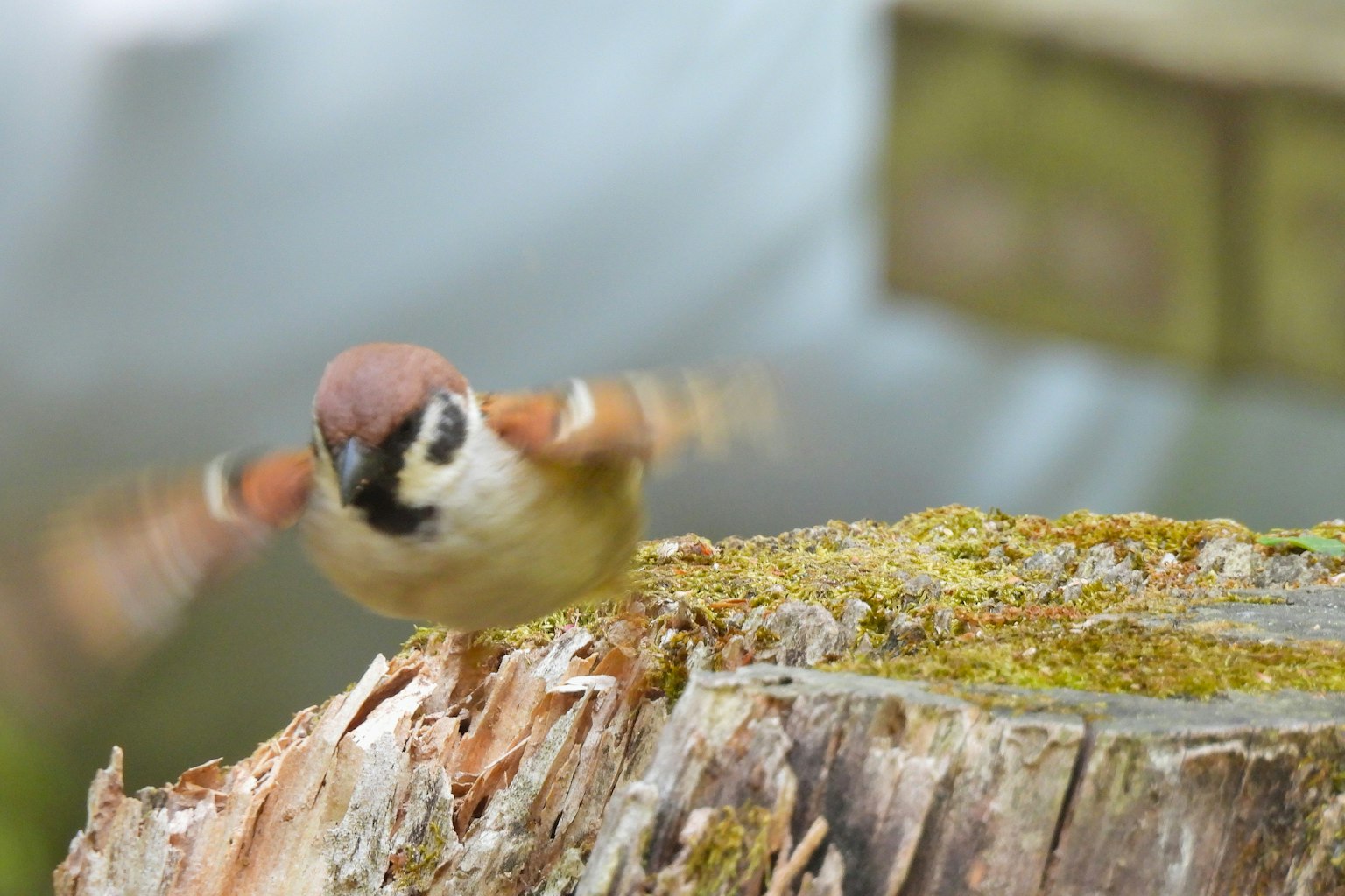 Ein Spatz, der von einem moosbedeckten Baumstumpf abhebt
