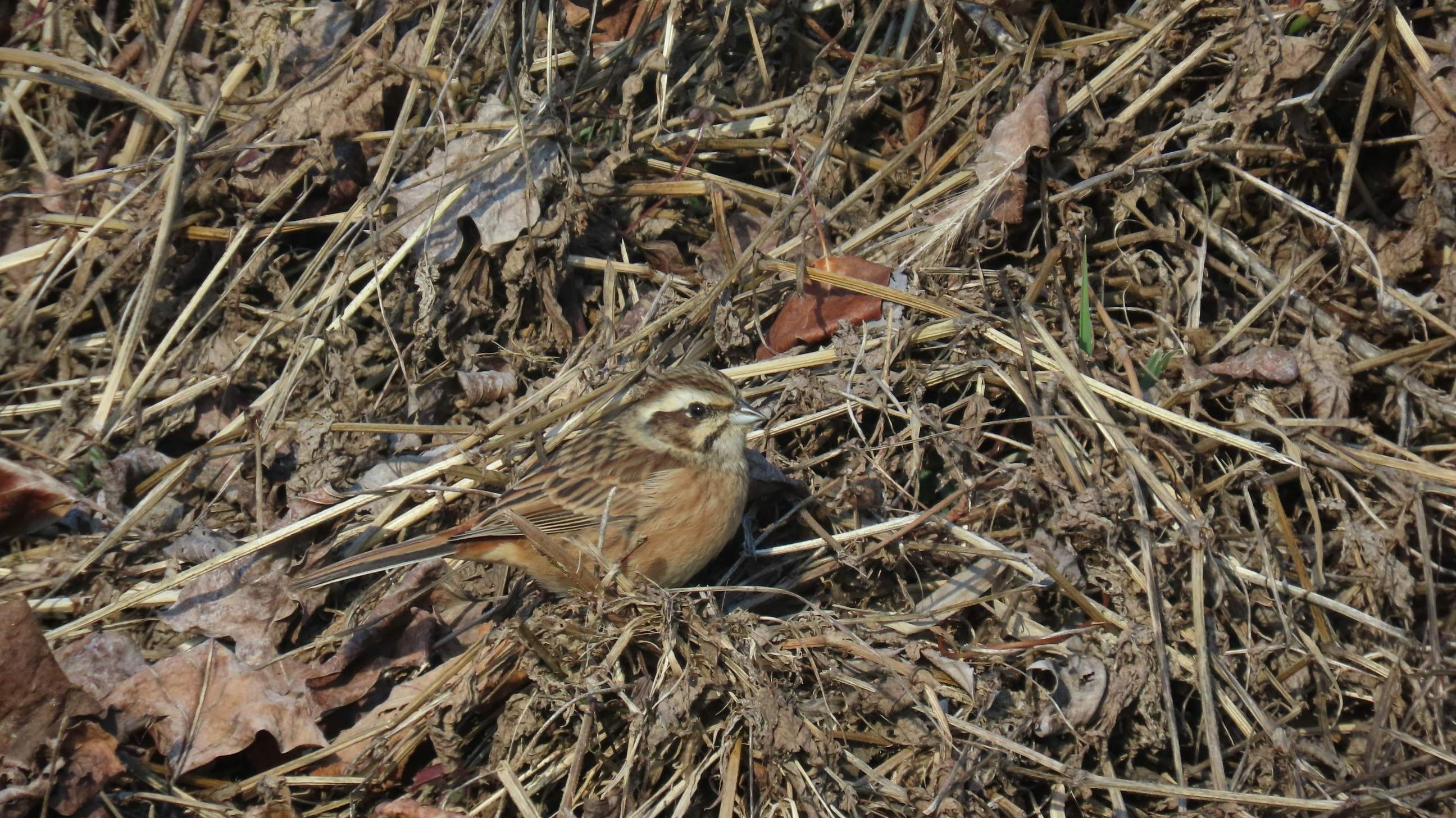 burung kecil di atas rumput kering