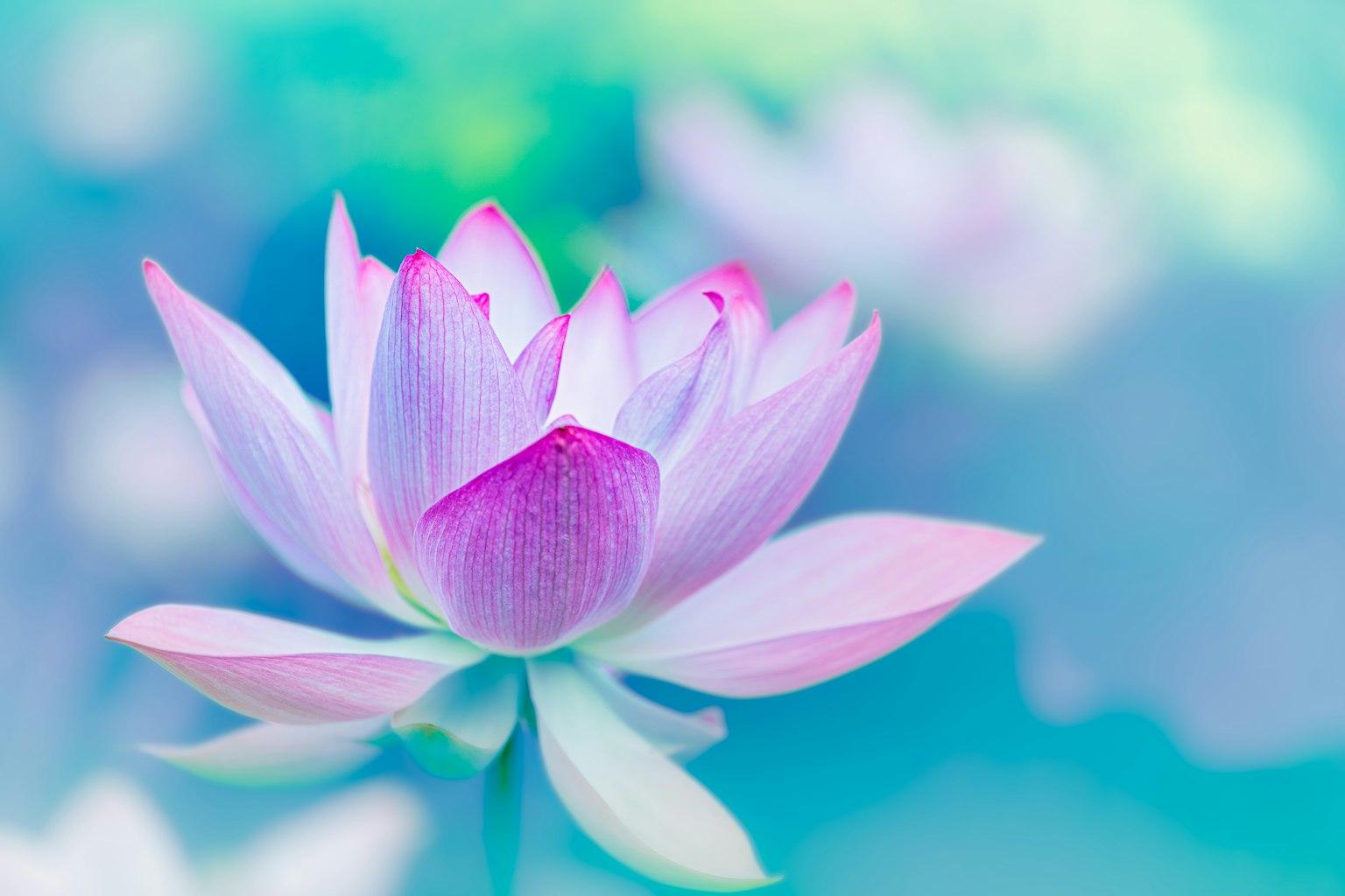 푸른 배경에 피어 있는 아름다운 연꽃