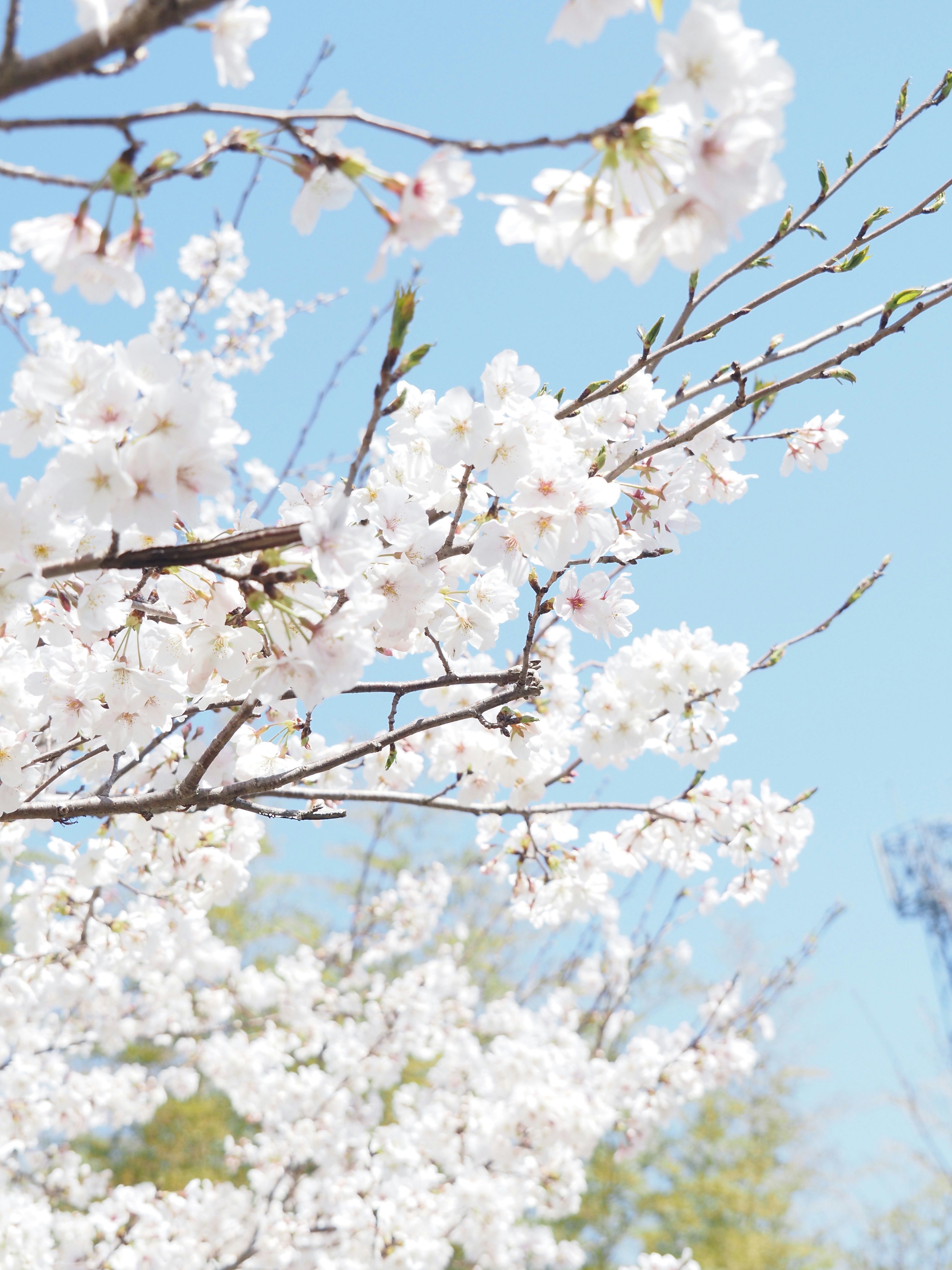 青空に咲く桜の花が枝いっぱいに広がる