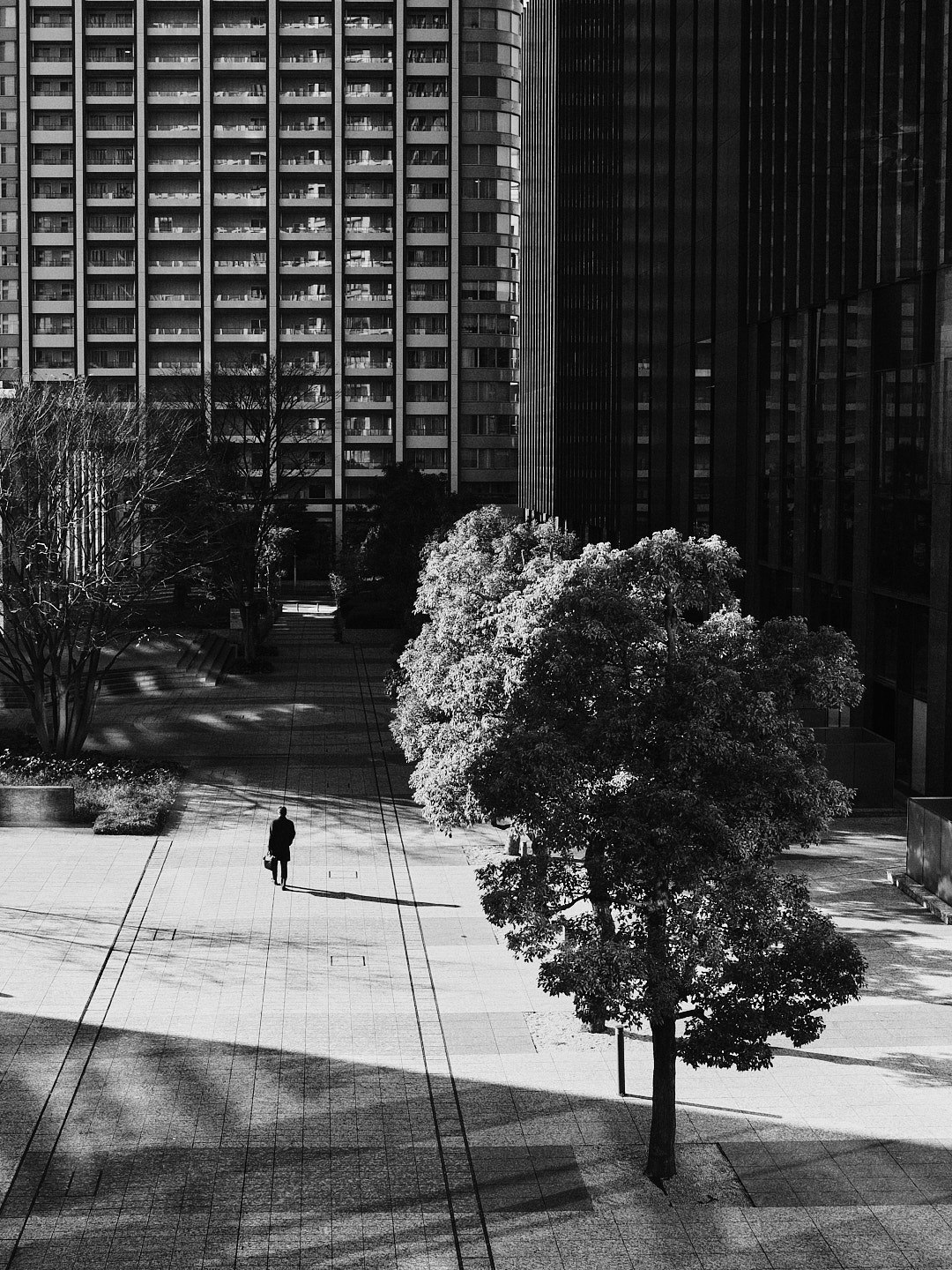 高層ビル街の並木と歩道