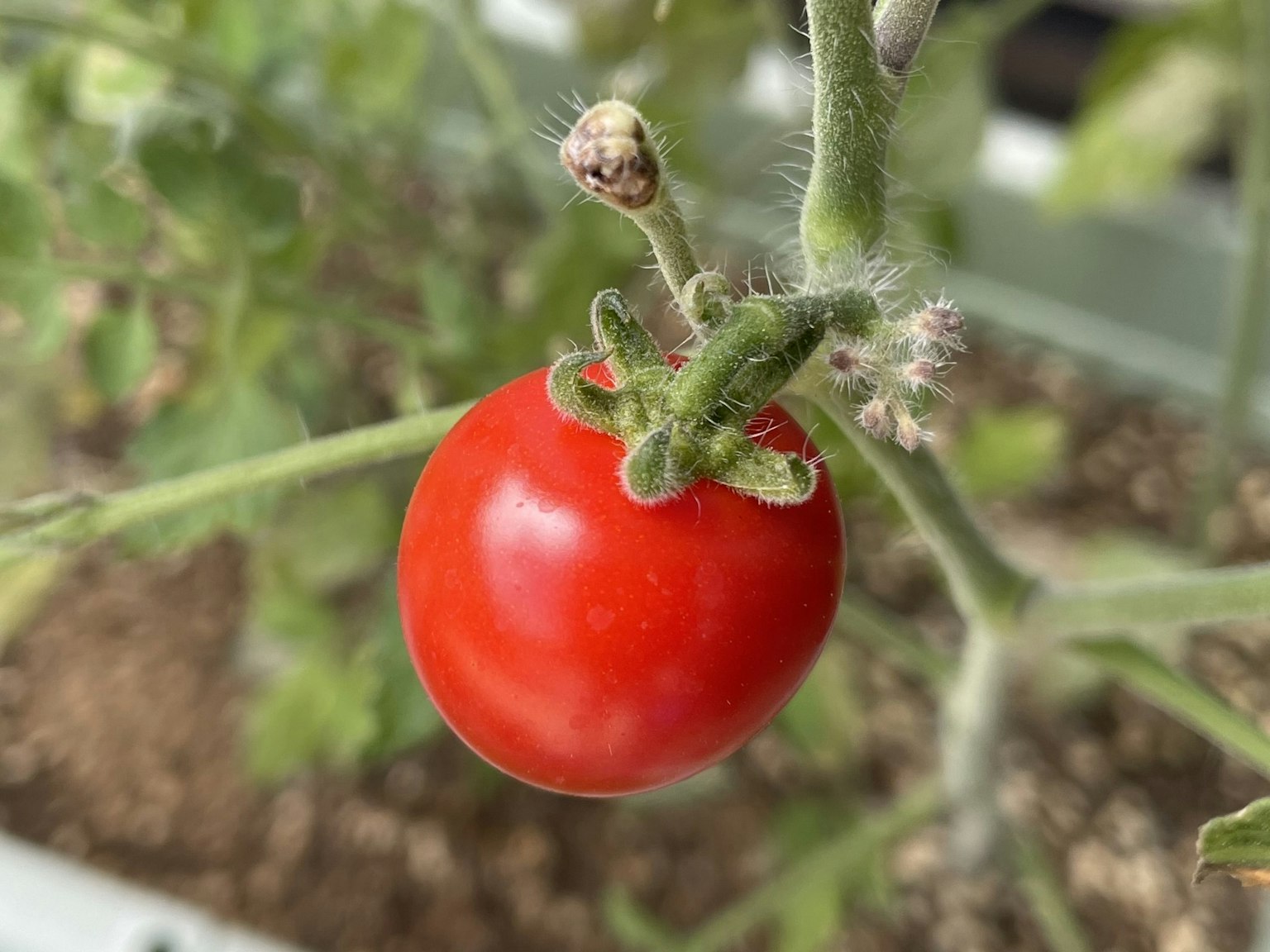 A ripe red tomato hanging among green stems and leaves