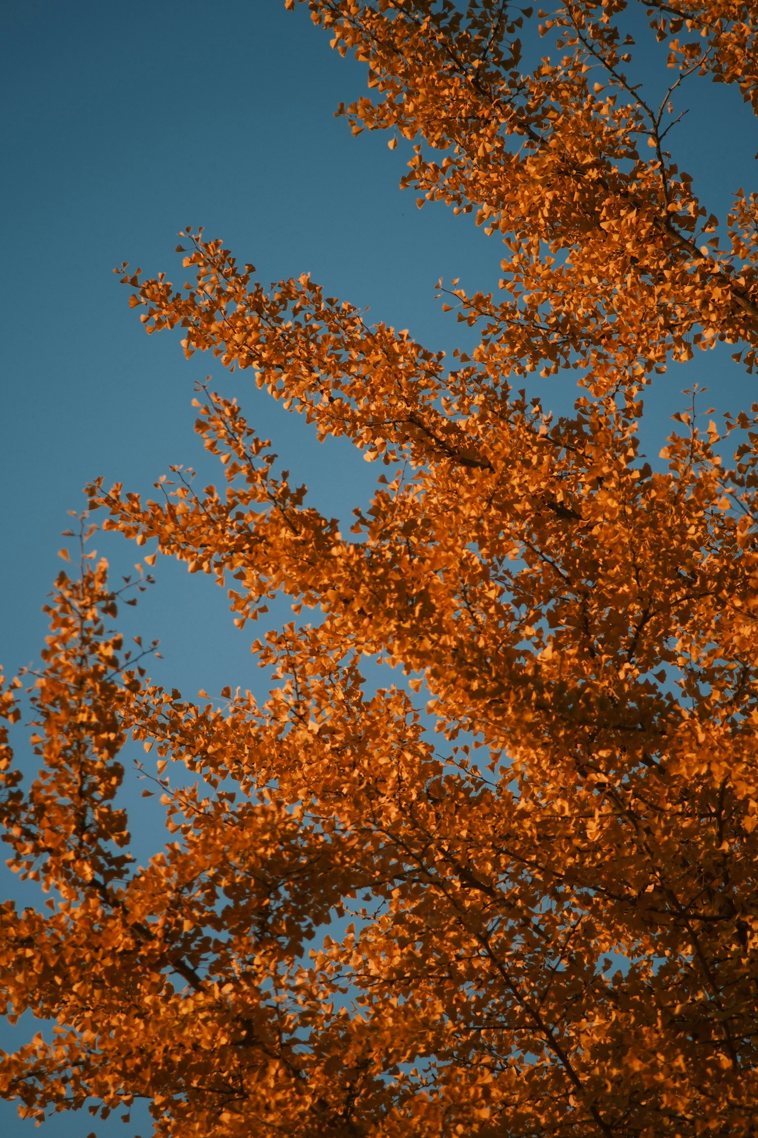 青空を背景にしたオレンジ色の葉を持つ木の枝
