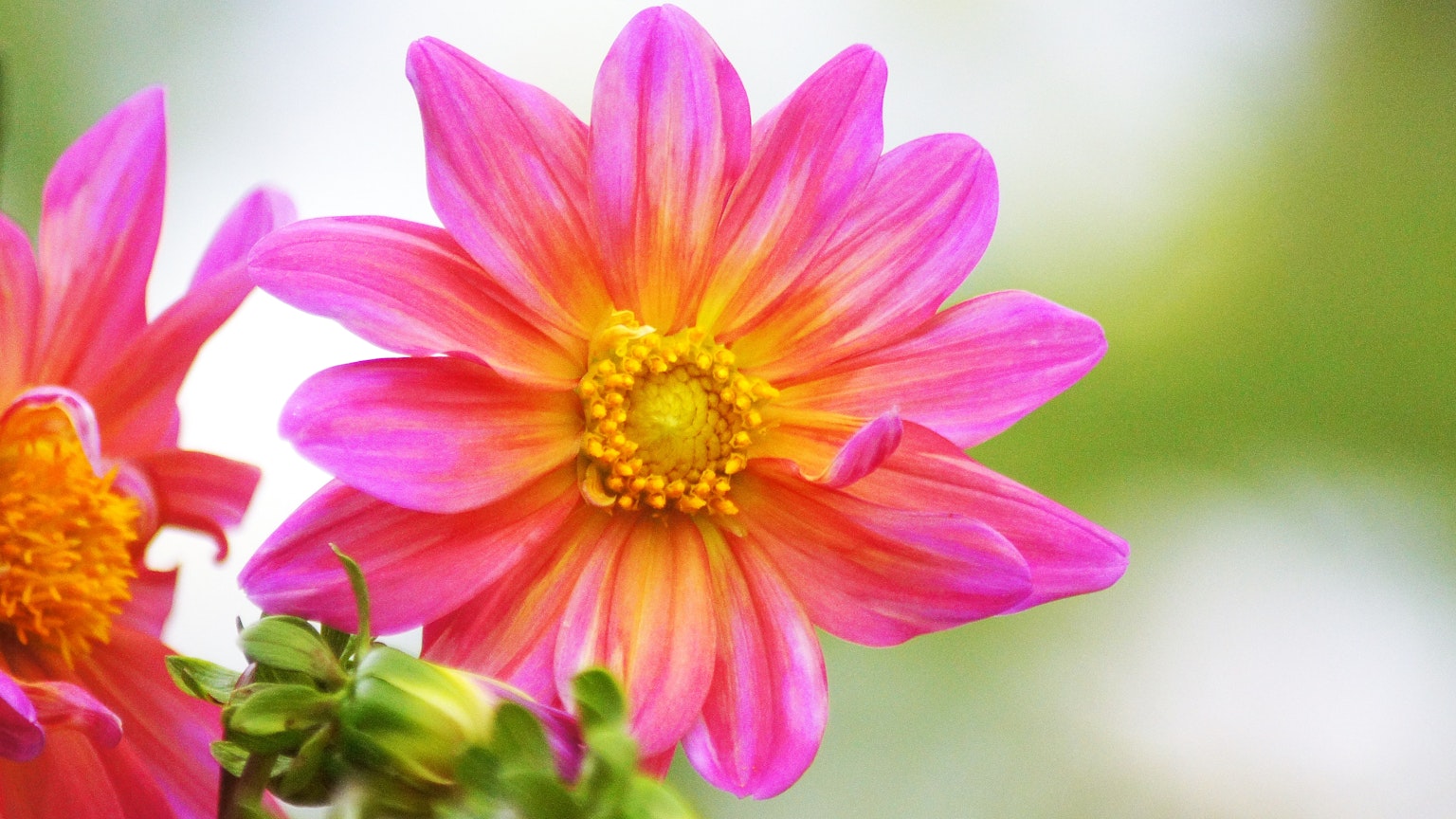 Bunga dahlia dengan kelopak merah muda dan oranye yang cerah