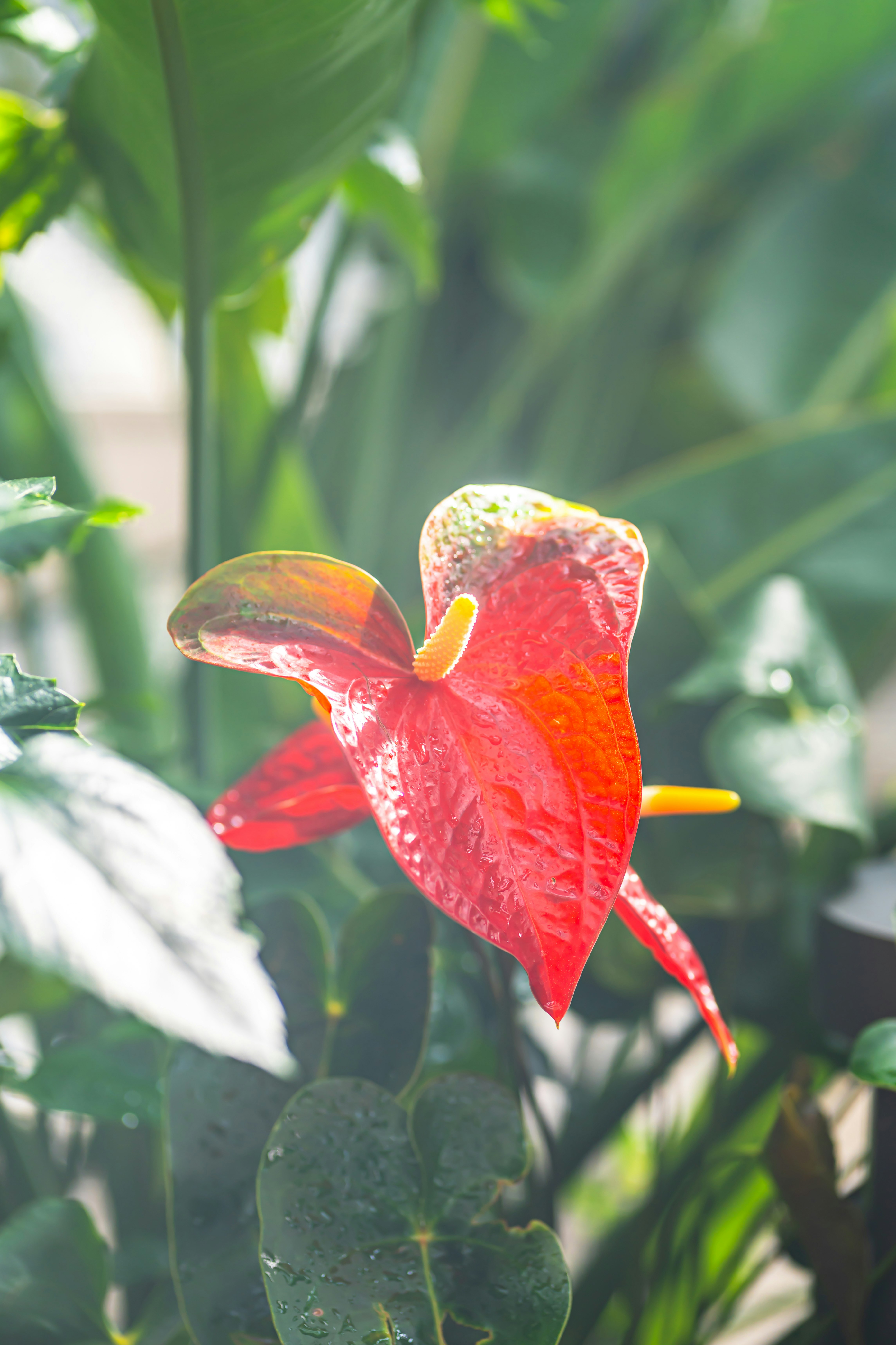 Gros plan sur une fleur tropicale rouge et des feuilles vertes luxuriantes