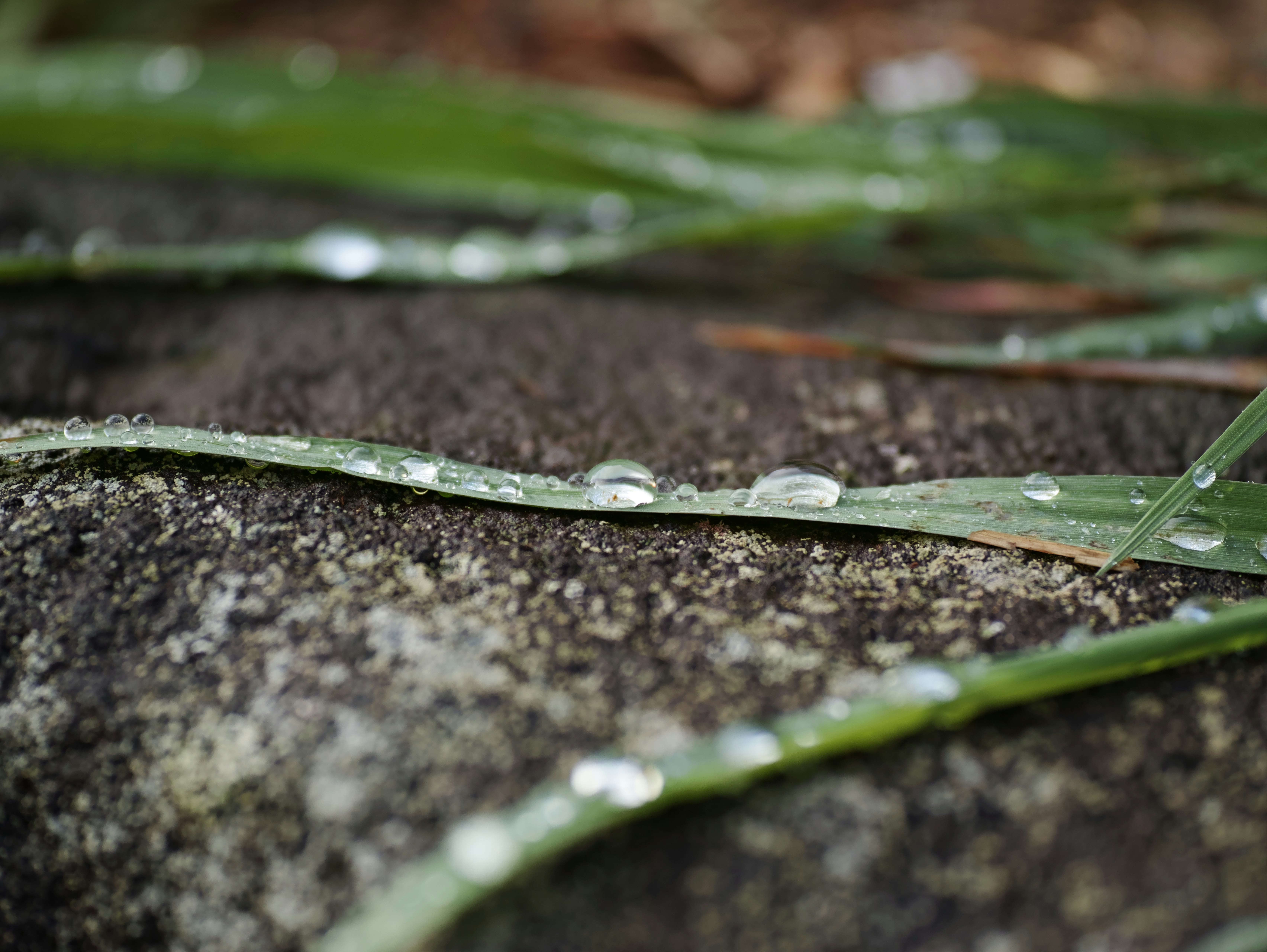 石の上の露と草の葉