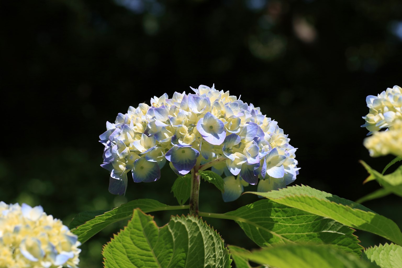 Acercamiento de una flor de hortensia con pétalos azules y un centro blanco