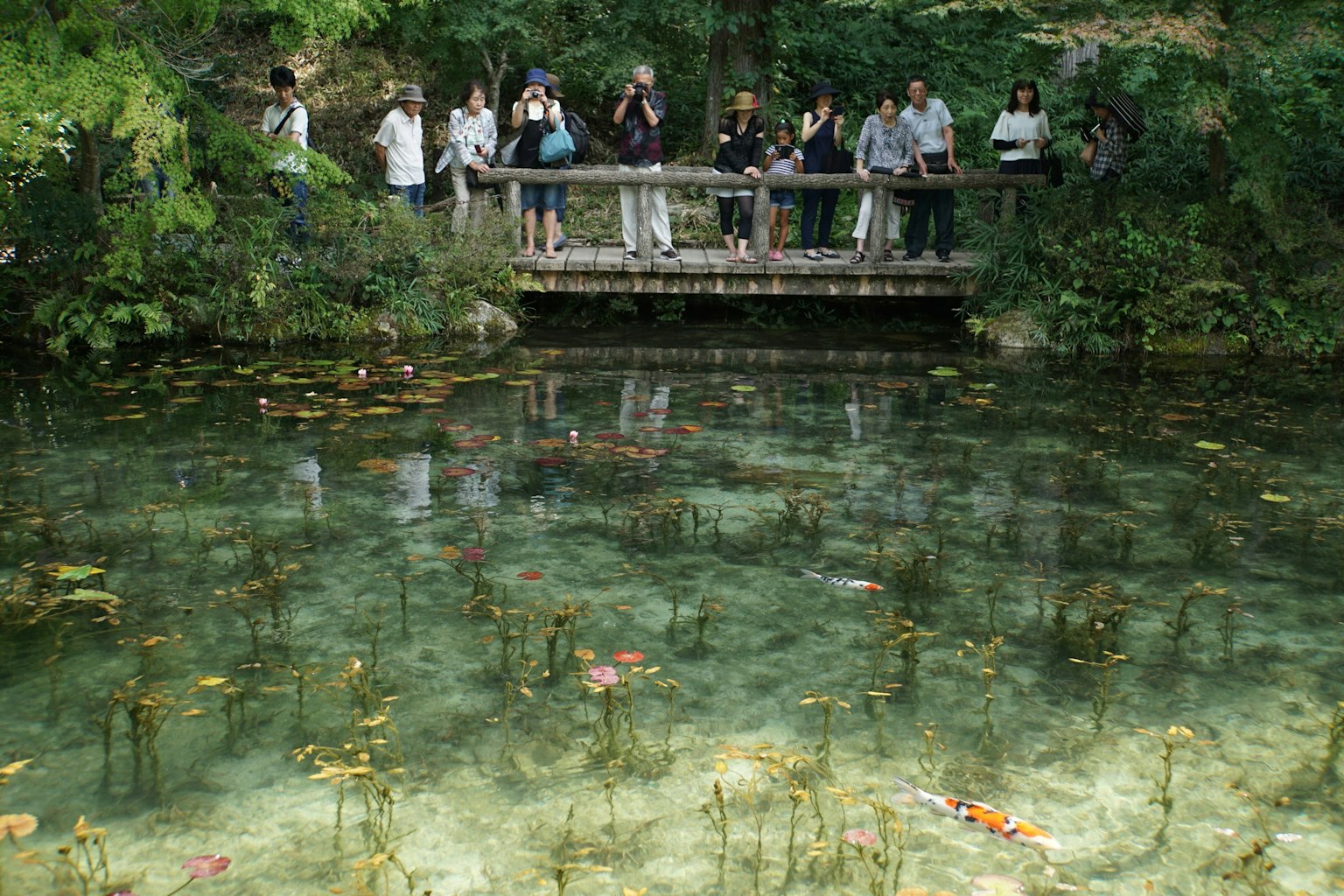 Turisti in piedi su un ponte che sovrasta un'acqua limpida con ninfee galleggianti circondate da vegetazione
