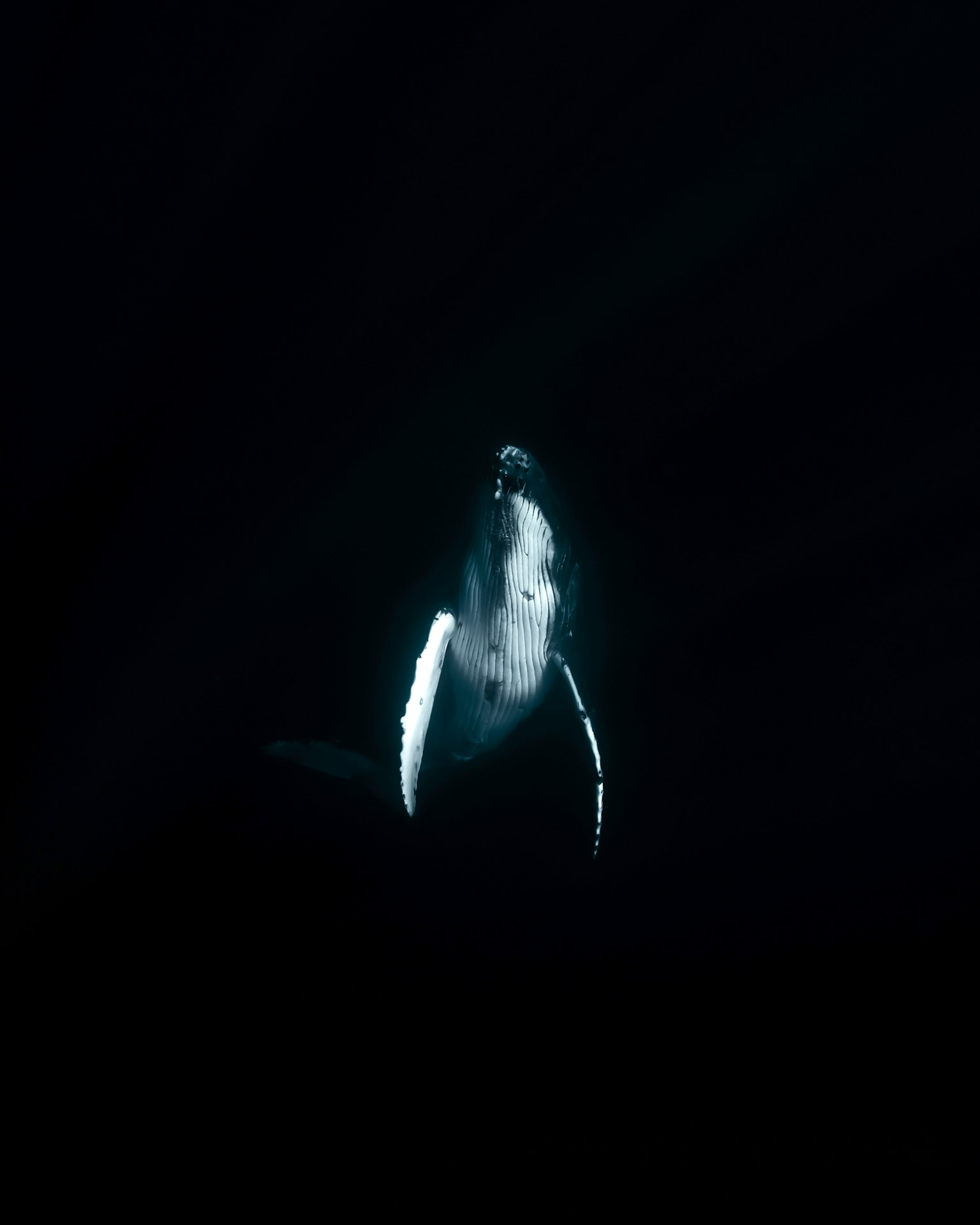 A whale illuminated in dark water