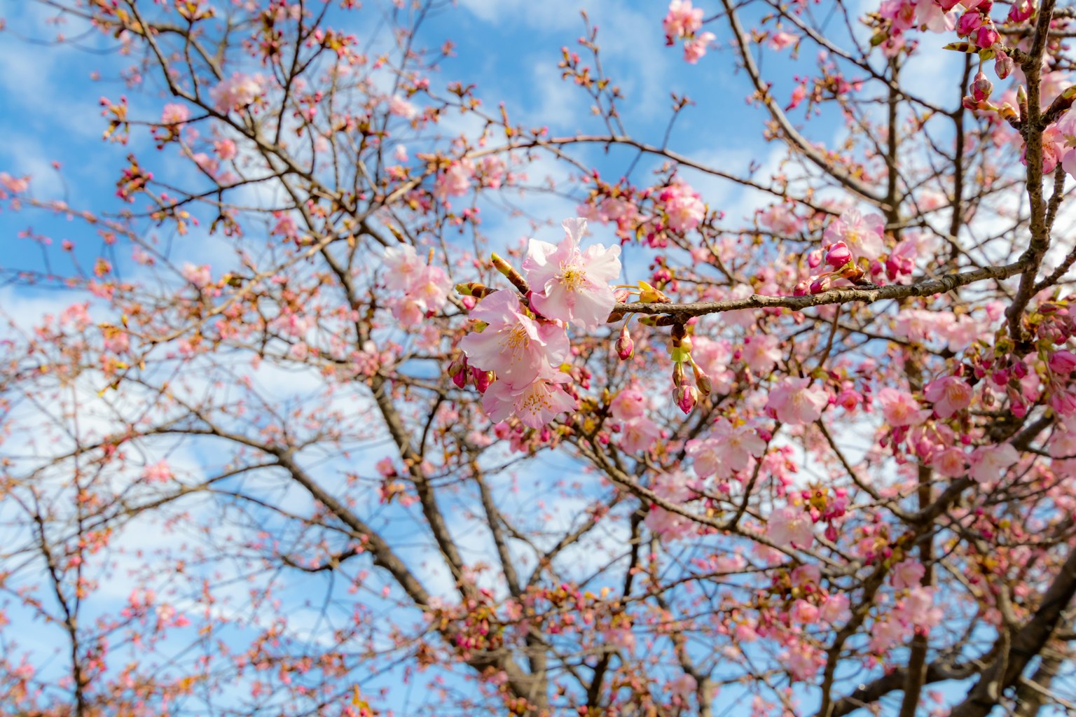 Bunga sakura dan cabang di bawah langit biru
