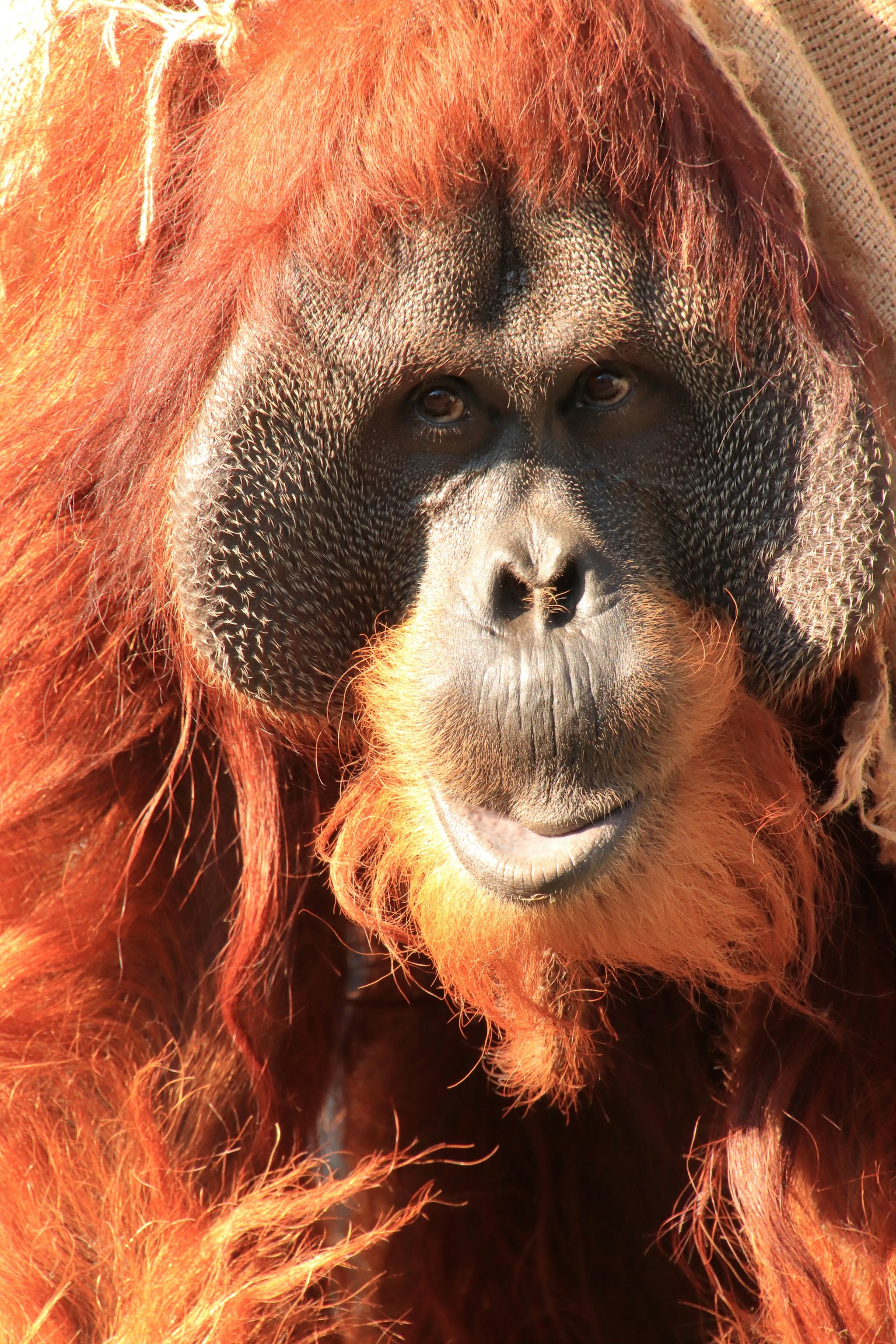 Kedekatan wajah orangutan dengan bulu oranye lembut dan fitur wajah yang khas
