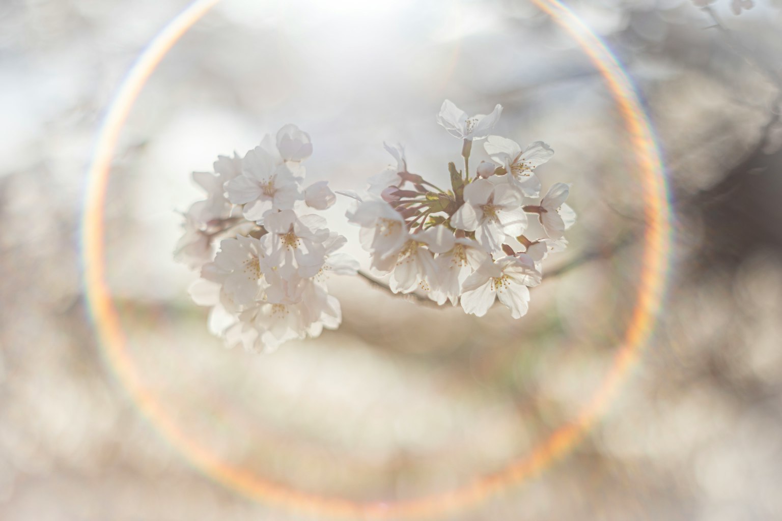 Belle image de fleurs de cerisier en fleurs doucement éclairées par la lumière