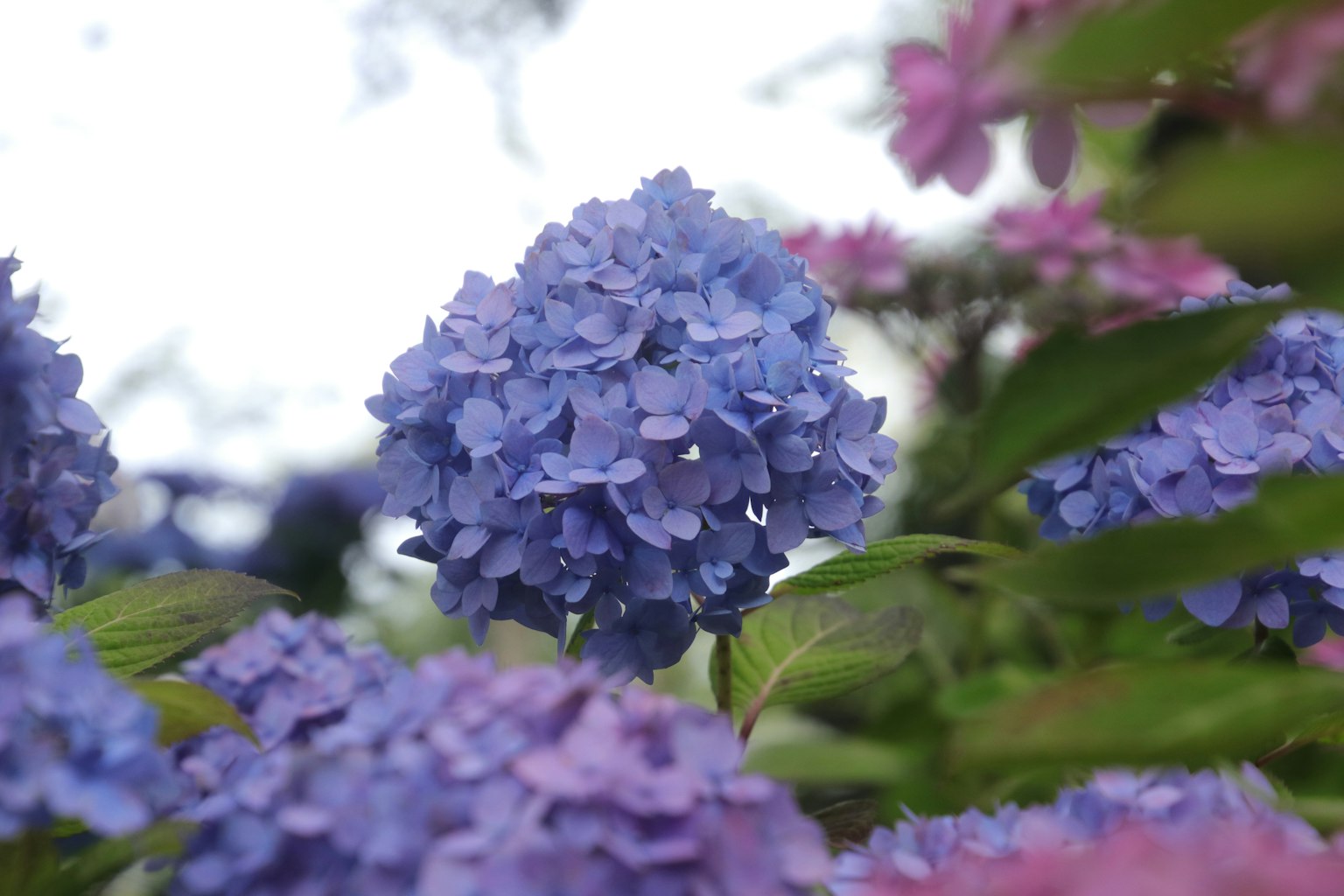 Eine blaue Hortensie in der Mitte umgeben von rosa Blumen